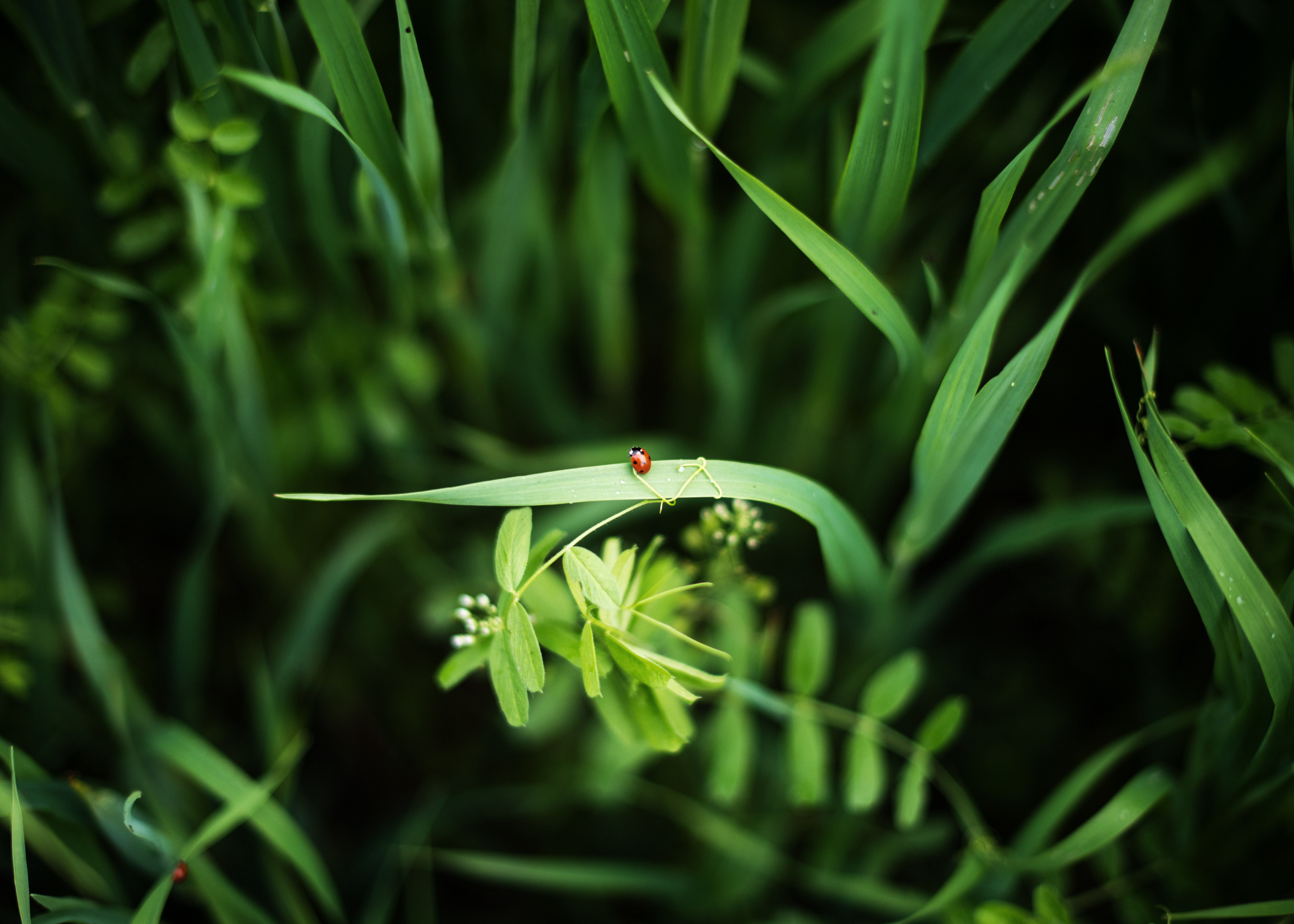 144861 Hintergrundbilder und Ladybird Bilder auf dem Desktop. Laden Sie marienkäfer, pflanzen, grass, makro Bildschirmschoner kostenlos auf den PC herunter