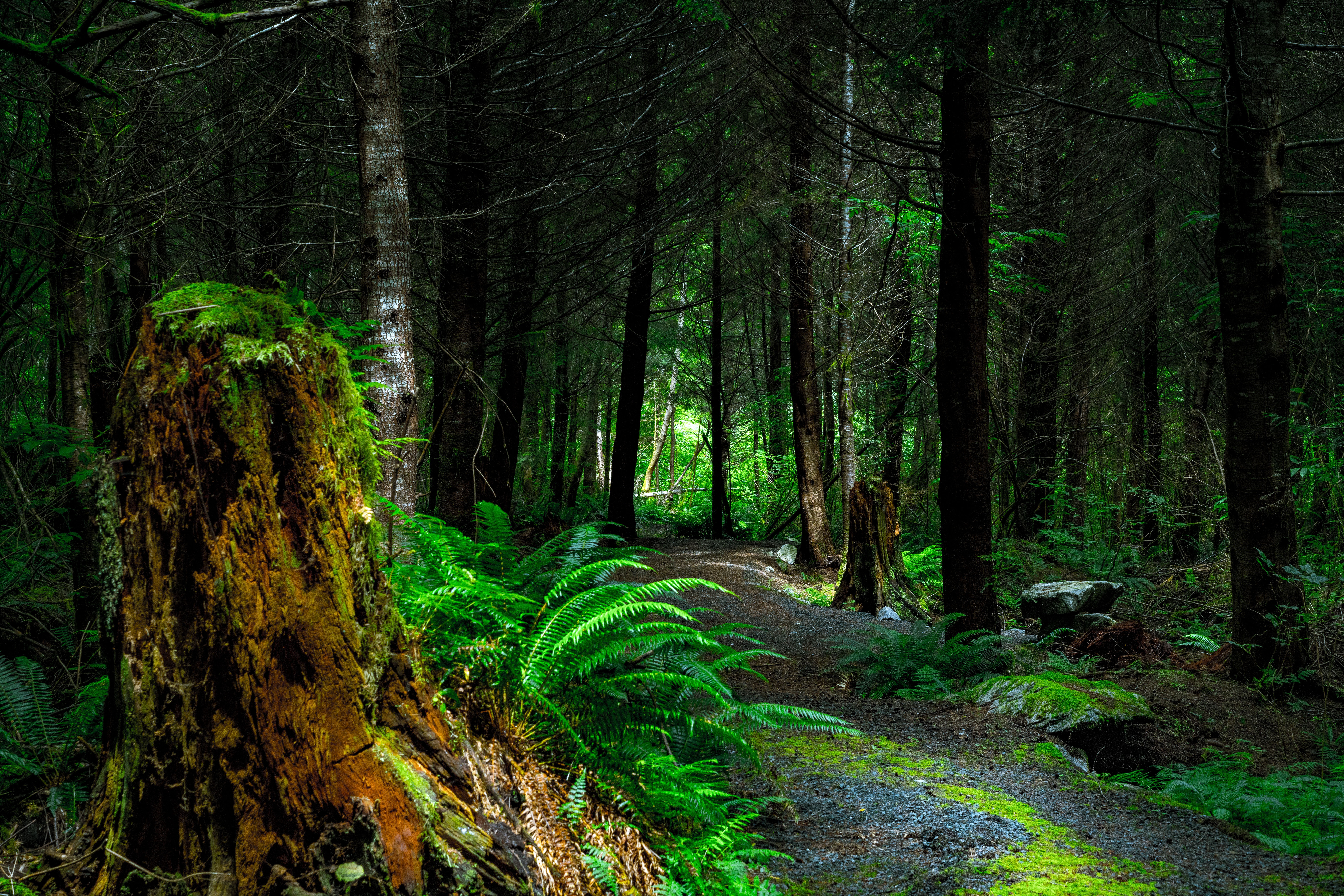 forest, canada, trees, path, nature, vancouver island for android