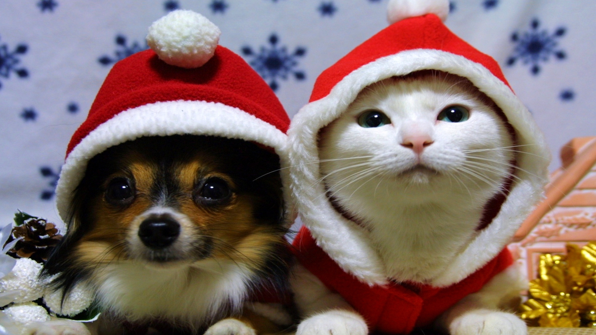 HD desktop wallpaper: Cat, Dog, Christmas, Holiday, Santa Hat download free  picture #191787