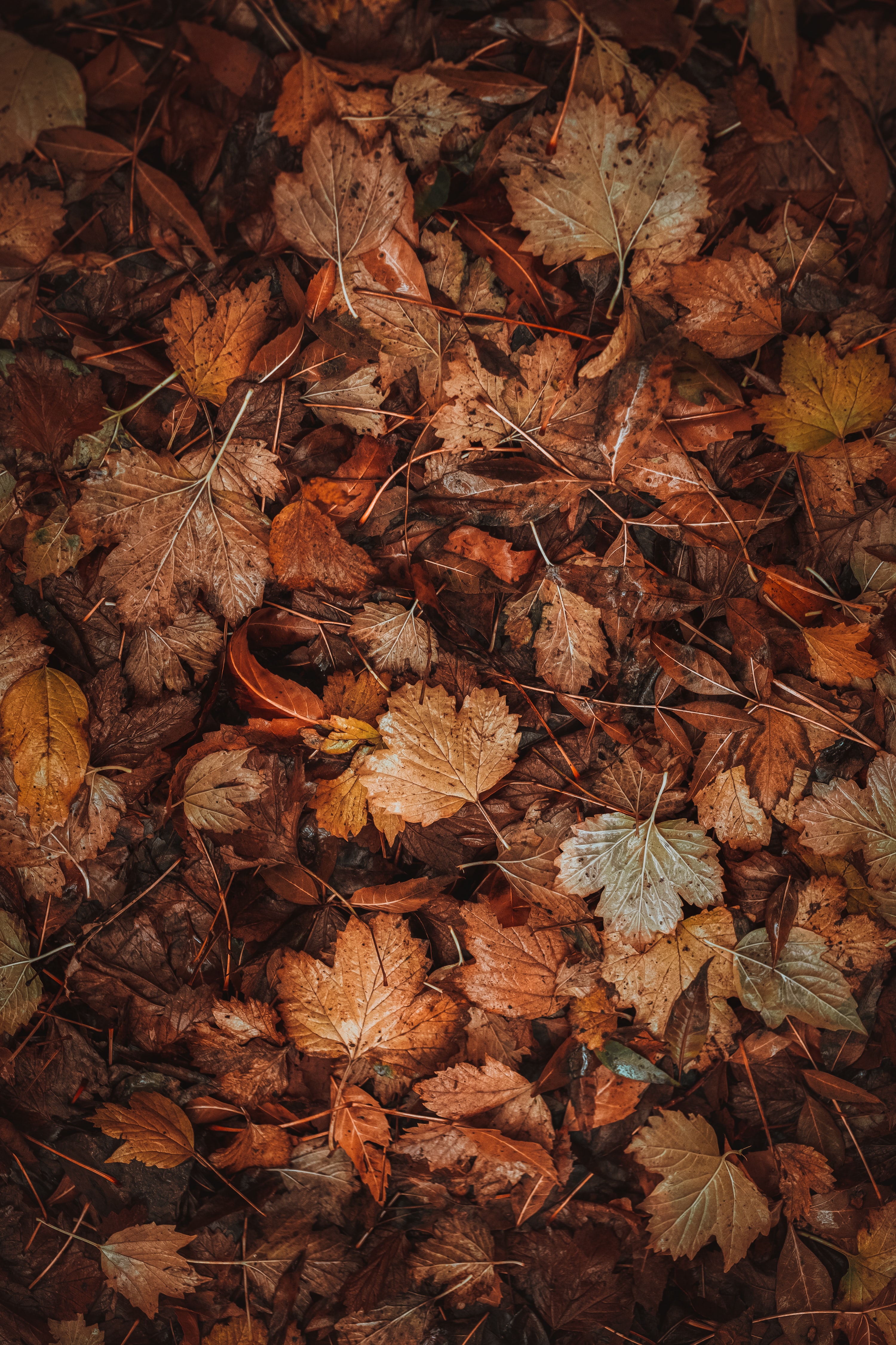 autumn, dry, macro, fallen leaves, fallen foliage, brown, leaves