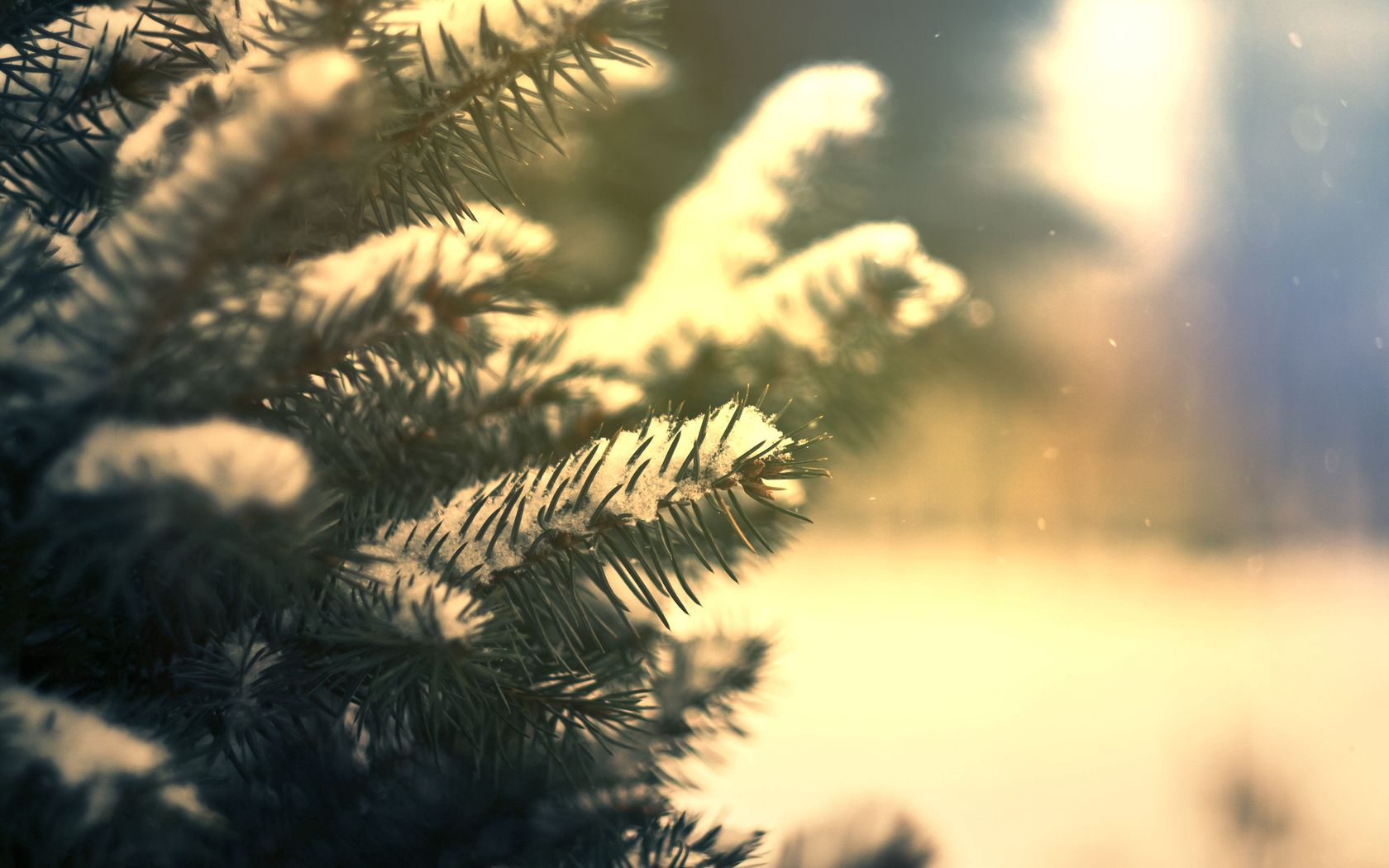 nature, branches, needle, conifers, snow, pine, coniferous, green