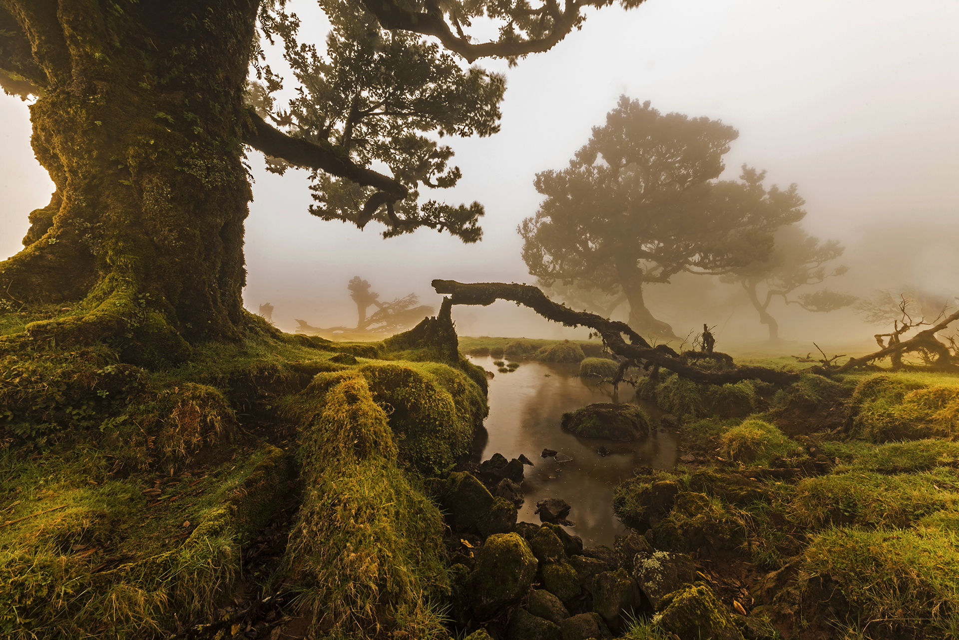 earth, landscape, fog, haze, moss, nature, portugal, stream, tree 32K