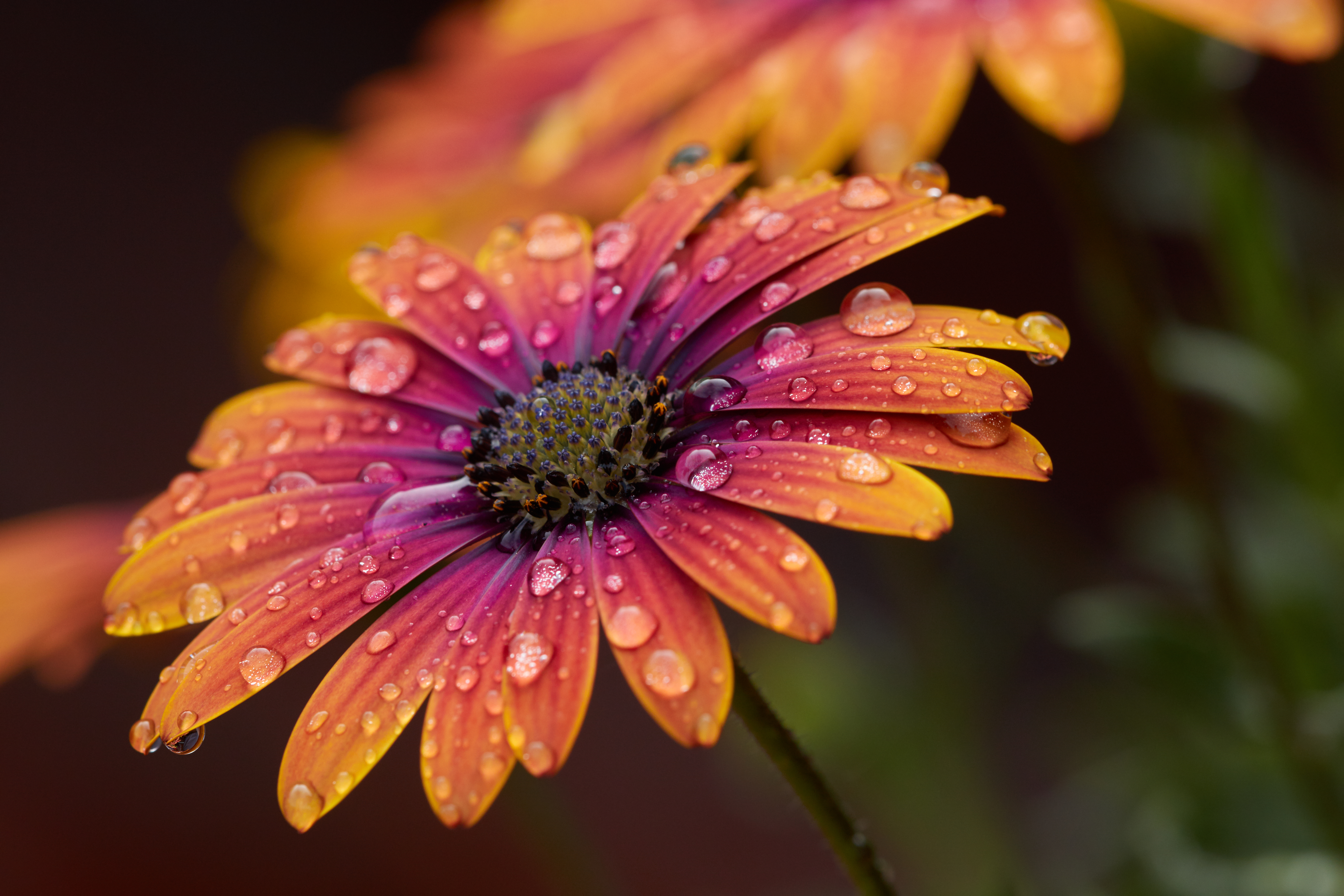 Laden Sie das Drops, Blumen, Wasser, Blume, Makro, Blütenblätter-Bild kostenlos auf Ihren PC-Desktop herunter