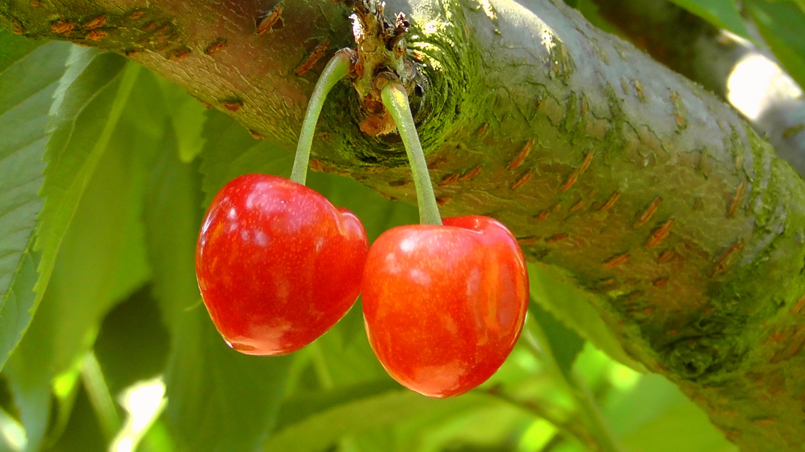 133318 download wallpaper sweet cherry, food, cherry, wood, tree, branch, berry screensavers and pictures for free