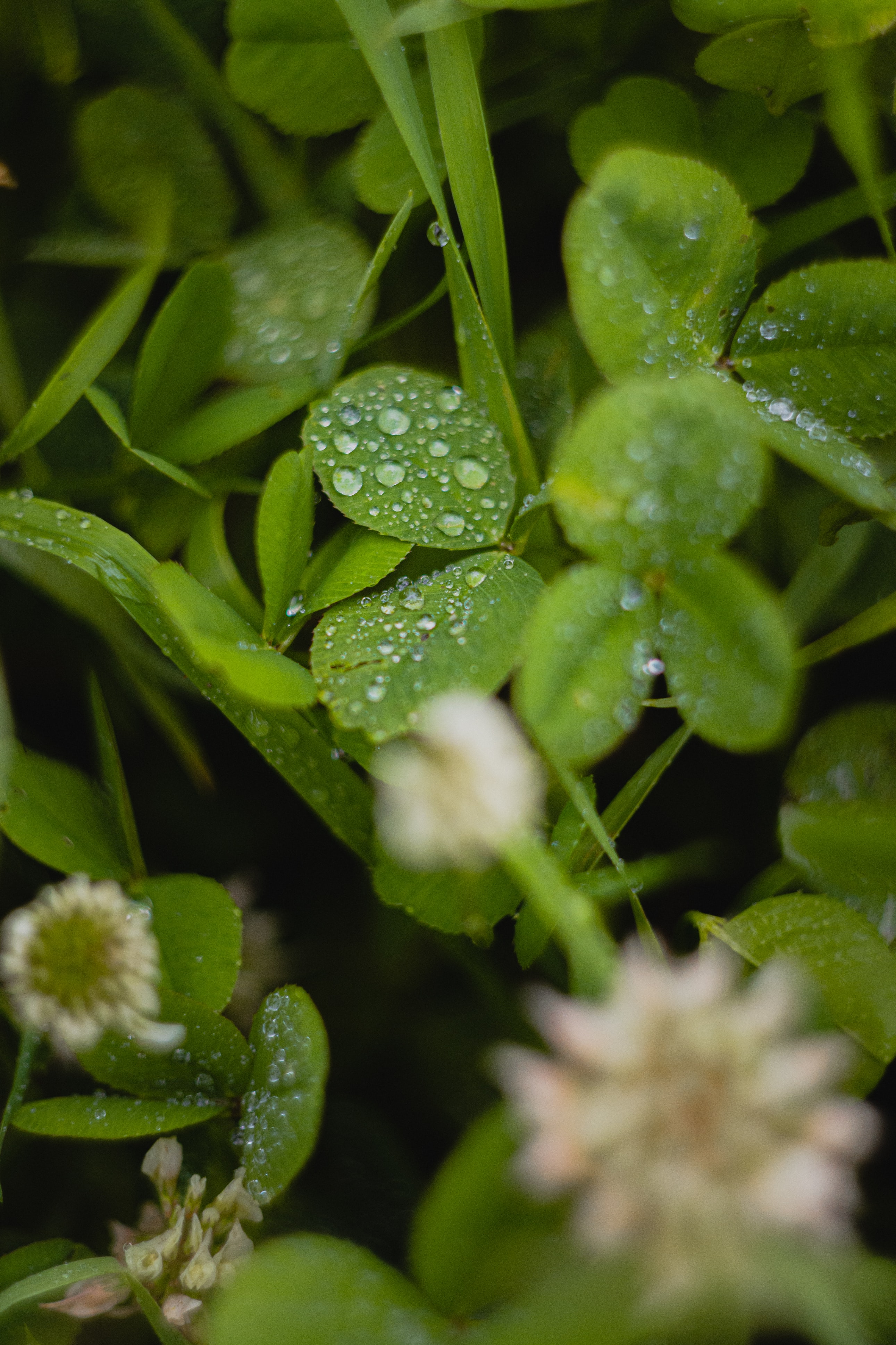 74003 download wallpaper water, leaves, drops, macro, wet, clover screensavers and pictures for free