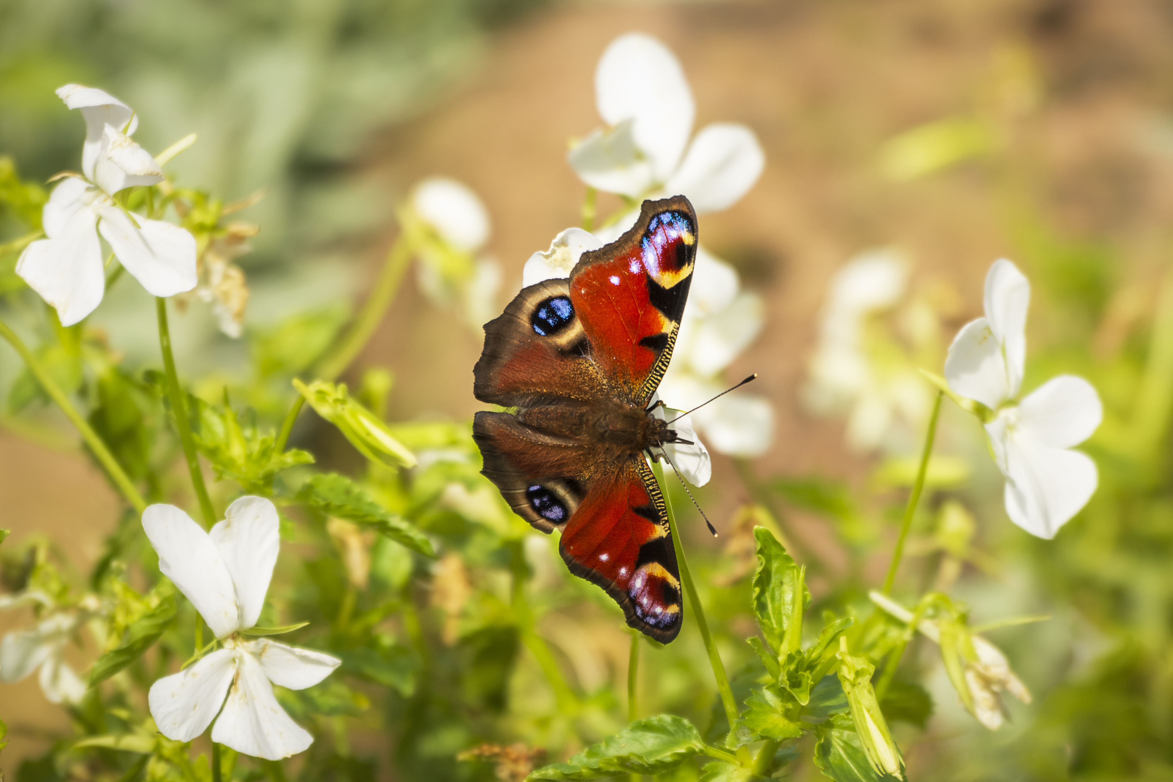 Ultra HD 4K insect, peacock butterfly, flowers, macro