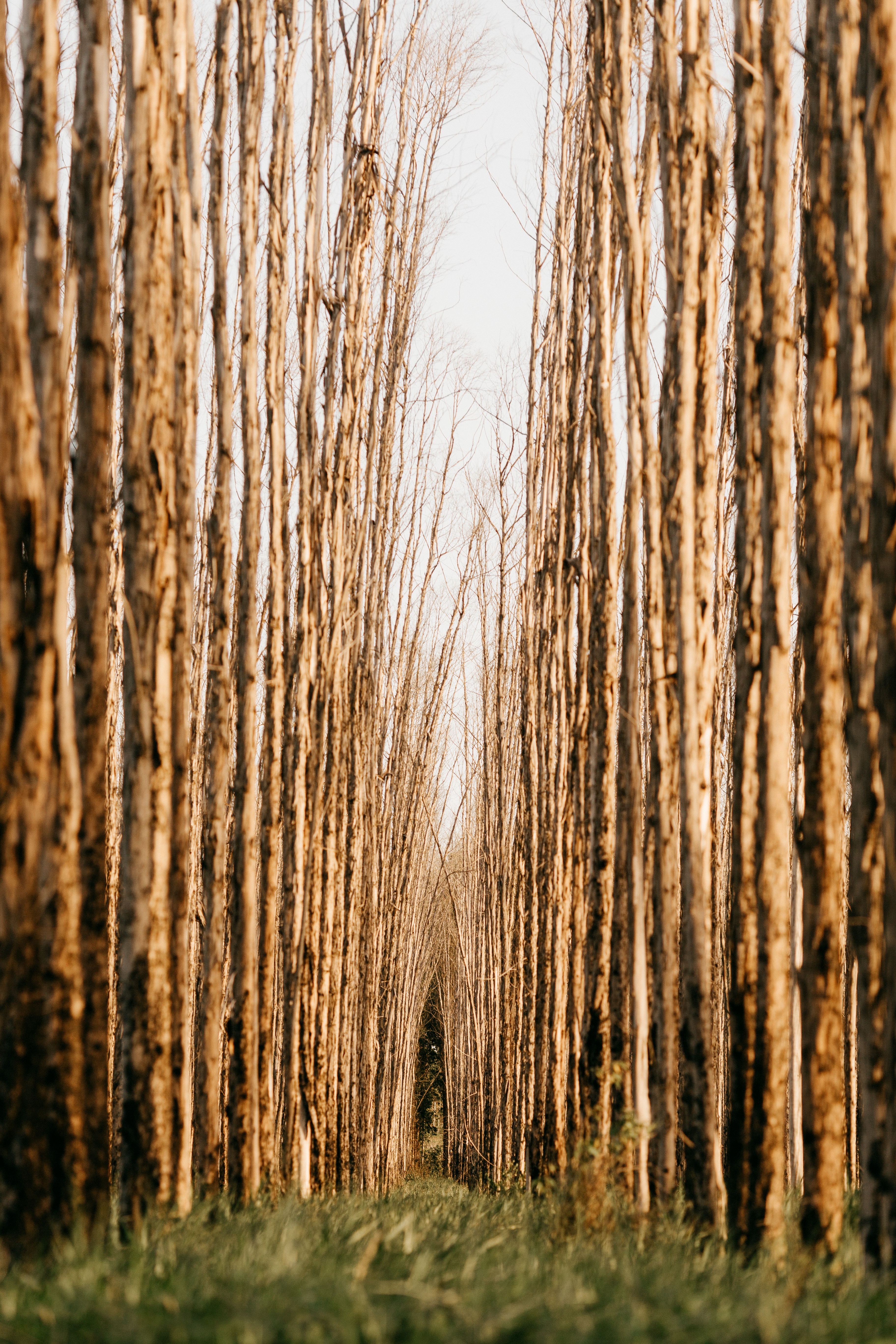 trees, ranks, rows, forest, nature