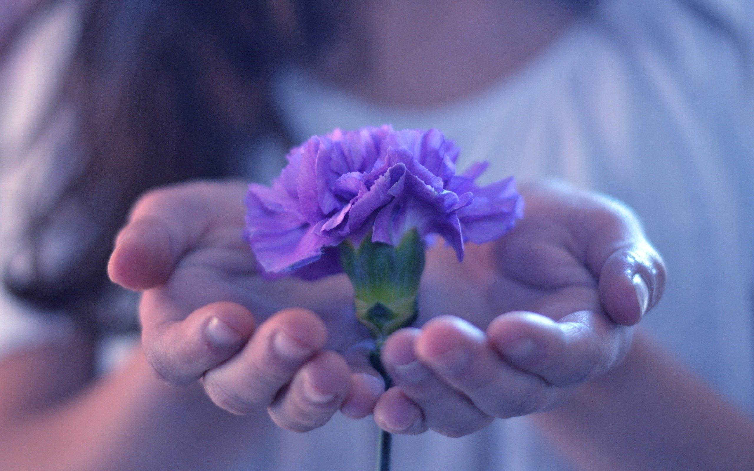 Laden Sie das Blume, Pflanze, Makro, Blütenblätter, Hände-Bild kostenlos auf Ihren PC-Desktop herunter