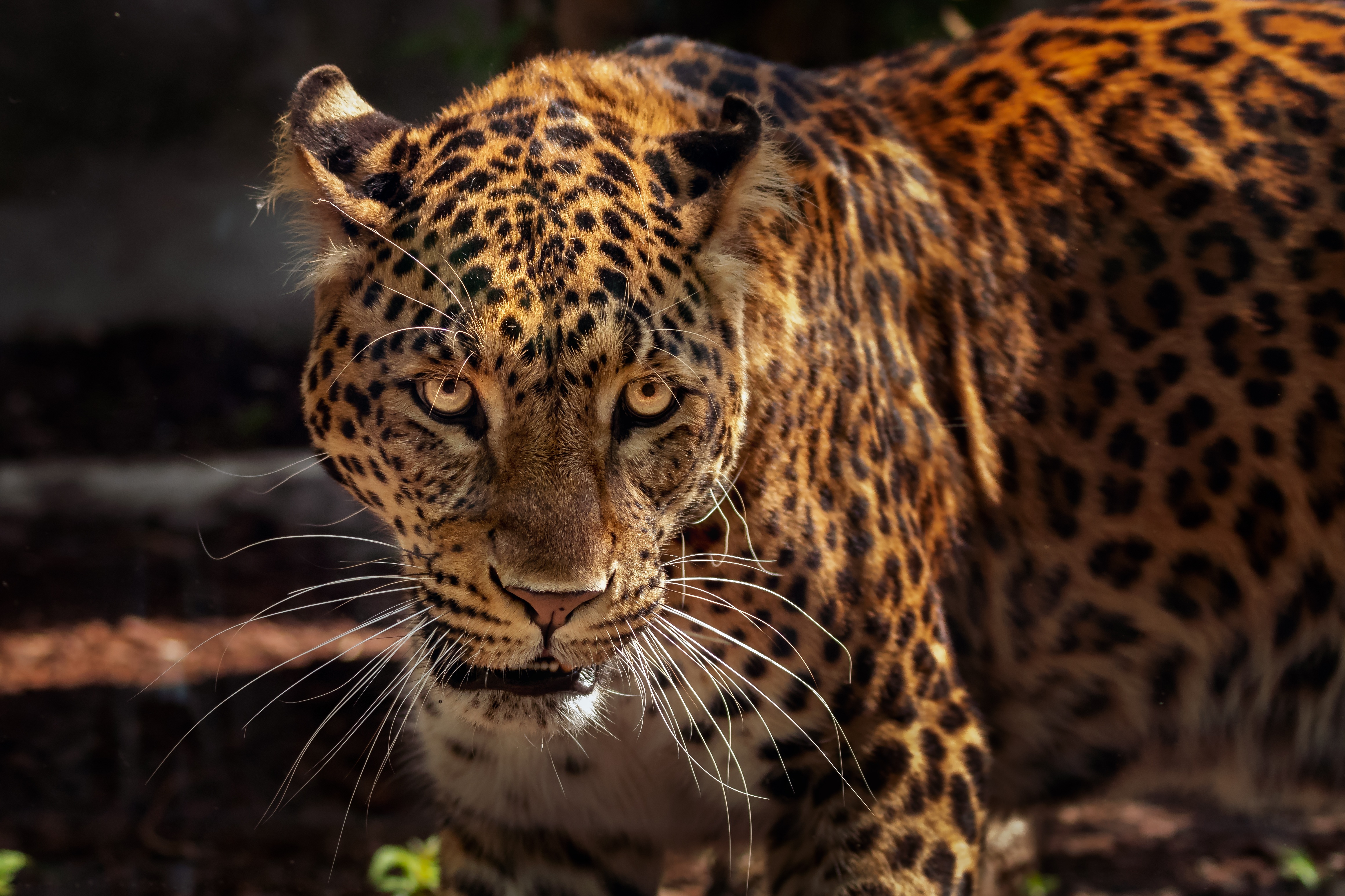 jaguar, animals, muzzle, predator, big cat, wildlife