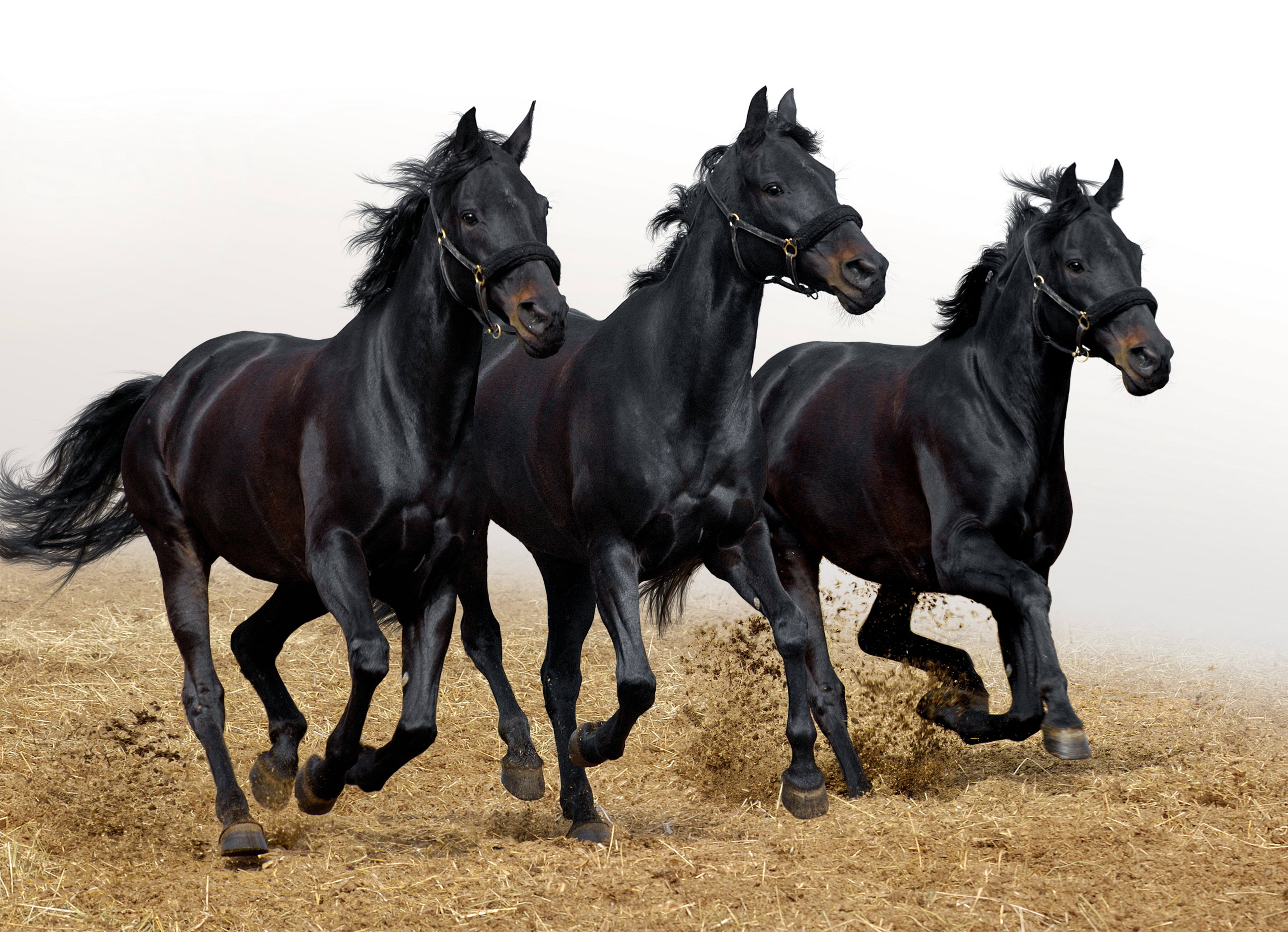 91403 Hintergrundbild herunterladen pferde, hengste, tiere, der verkehr, bewegung, drei - Bildschirmschoner und Bilder kostenlos