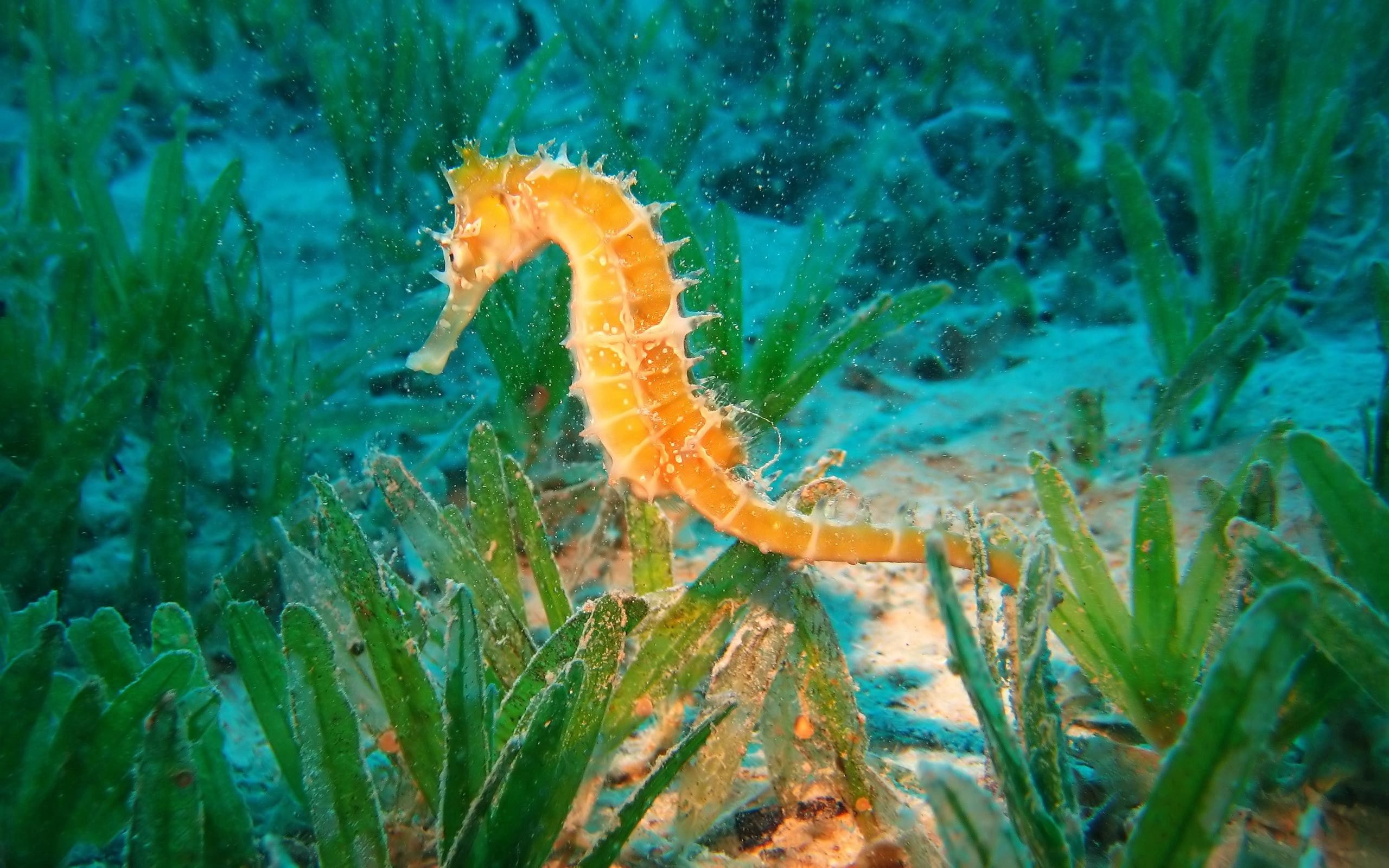 to swim, seahorse, animals, underwater world HD Mobile