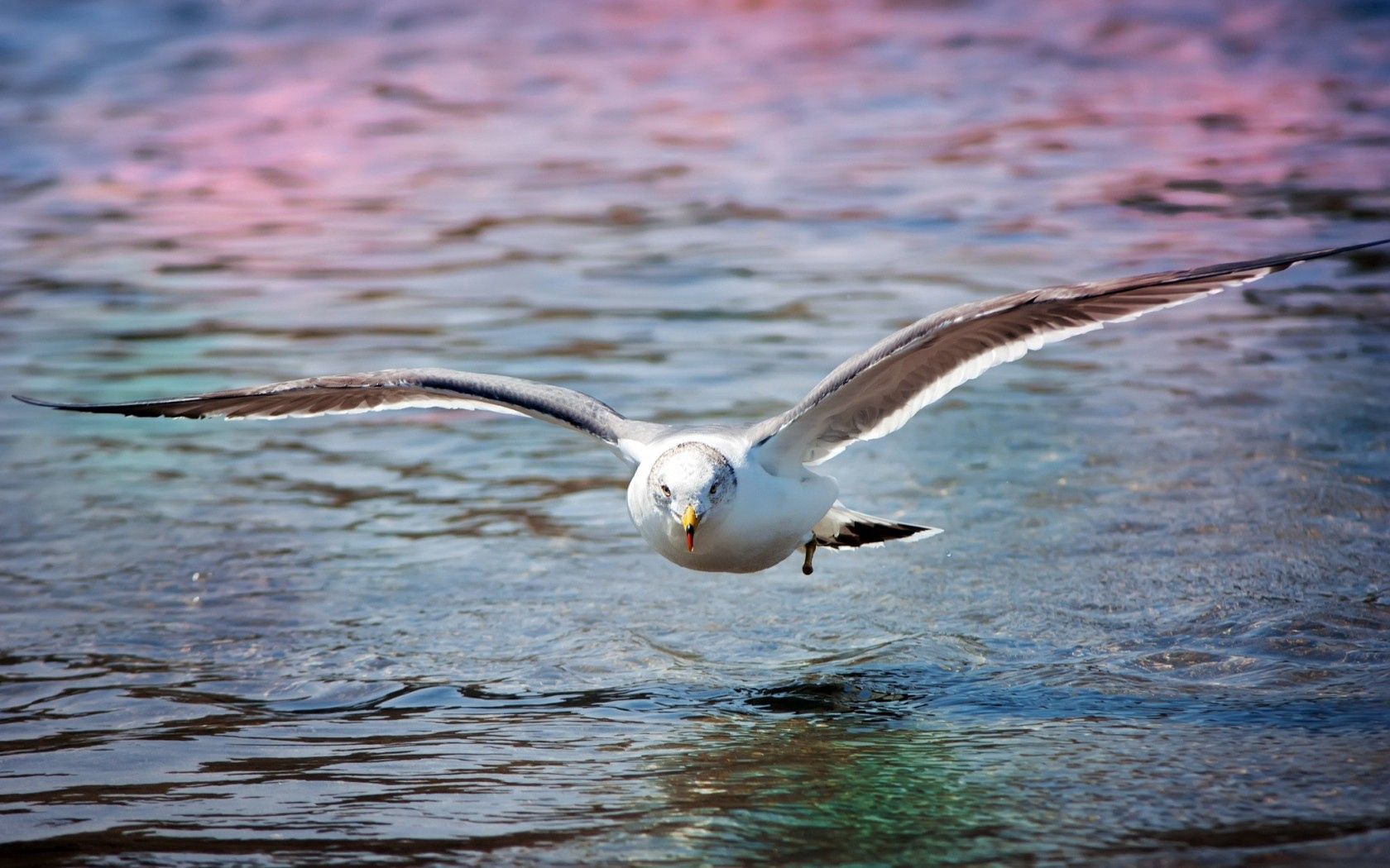 animals, sea, bird, surface, gull, seagull Full HD