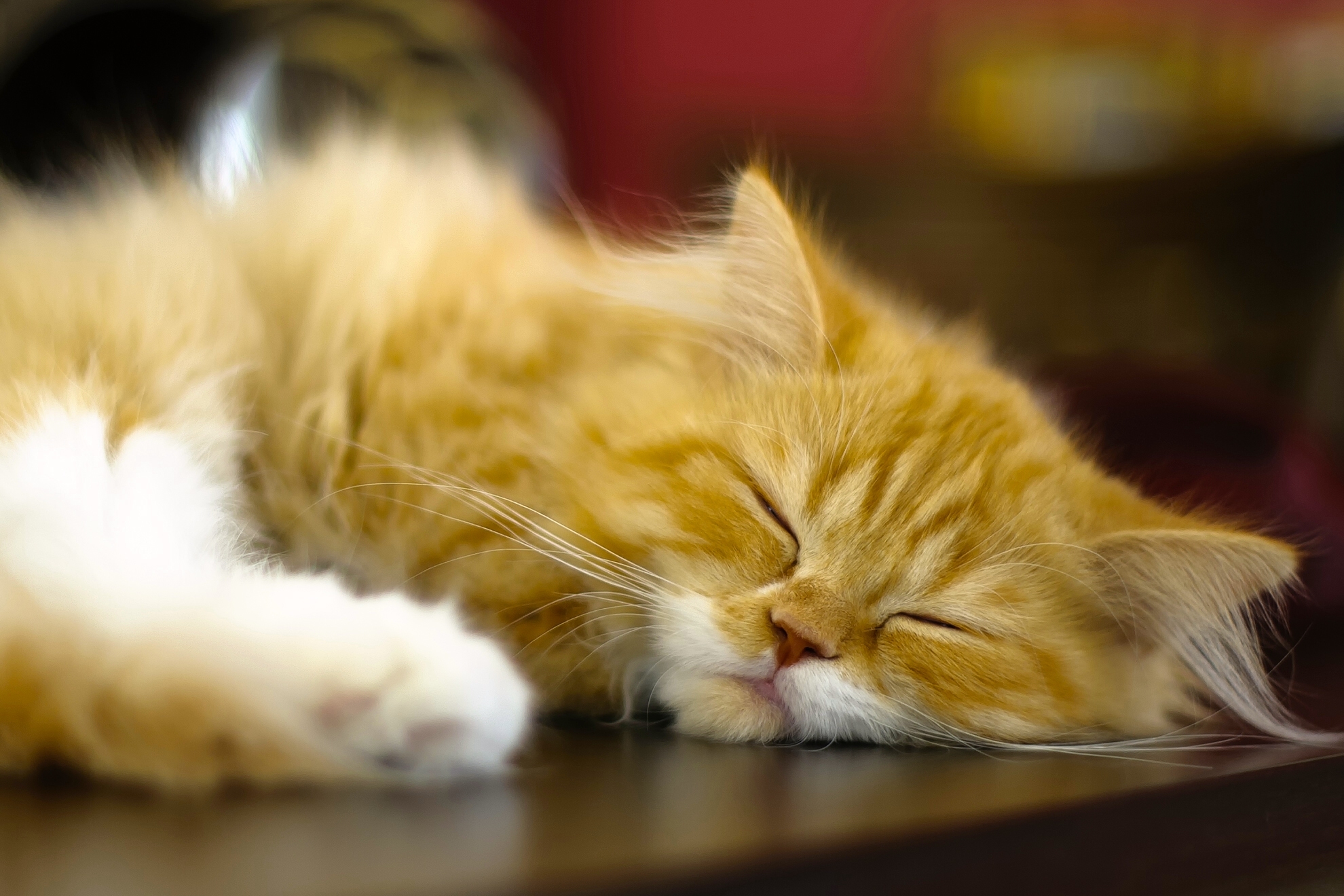 Спящие персидские котята