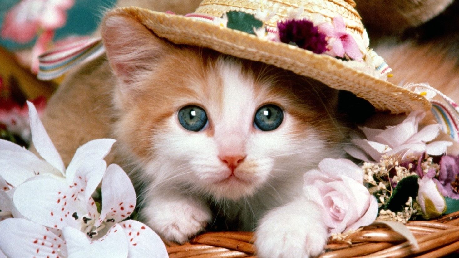 Скачать бесплатно картинку на телефон Животные, Кошки (Коты, Котики). 