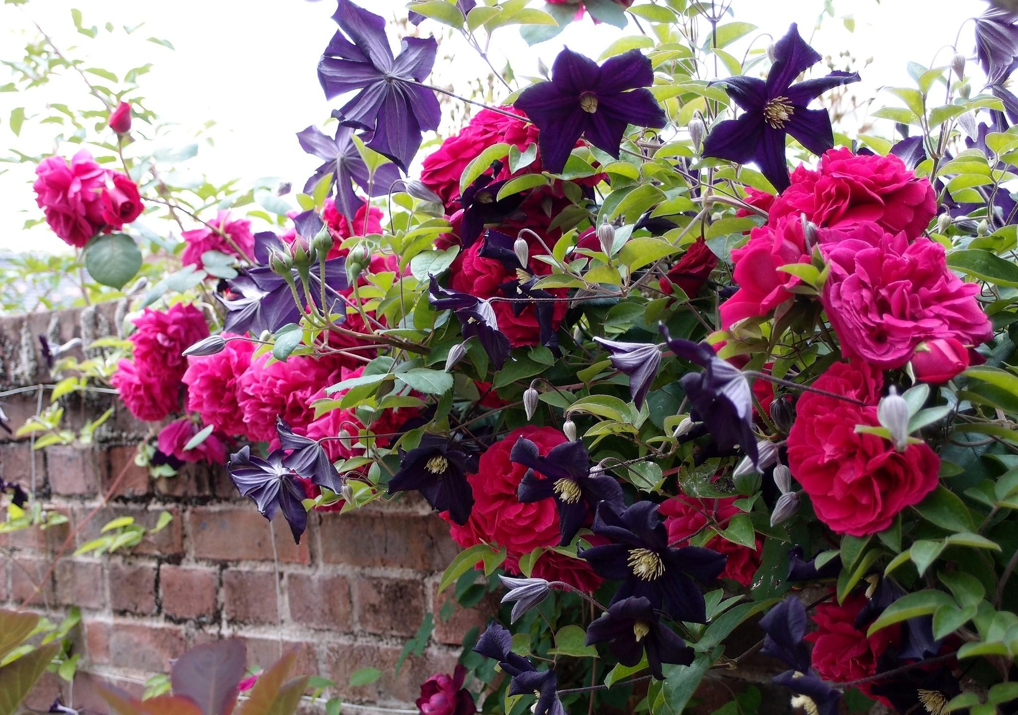 Widescreen image fence, roses, wall, flowers