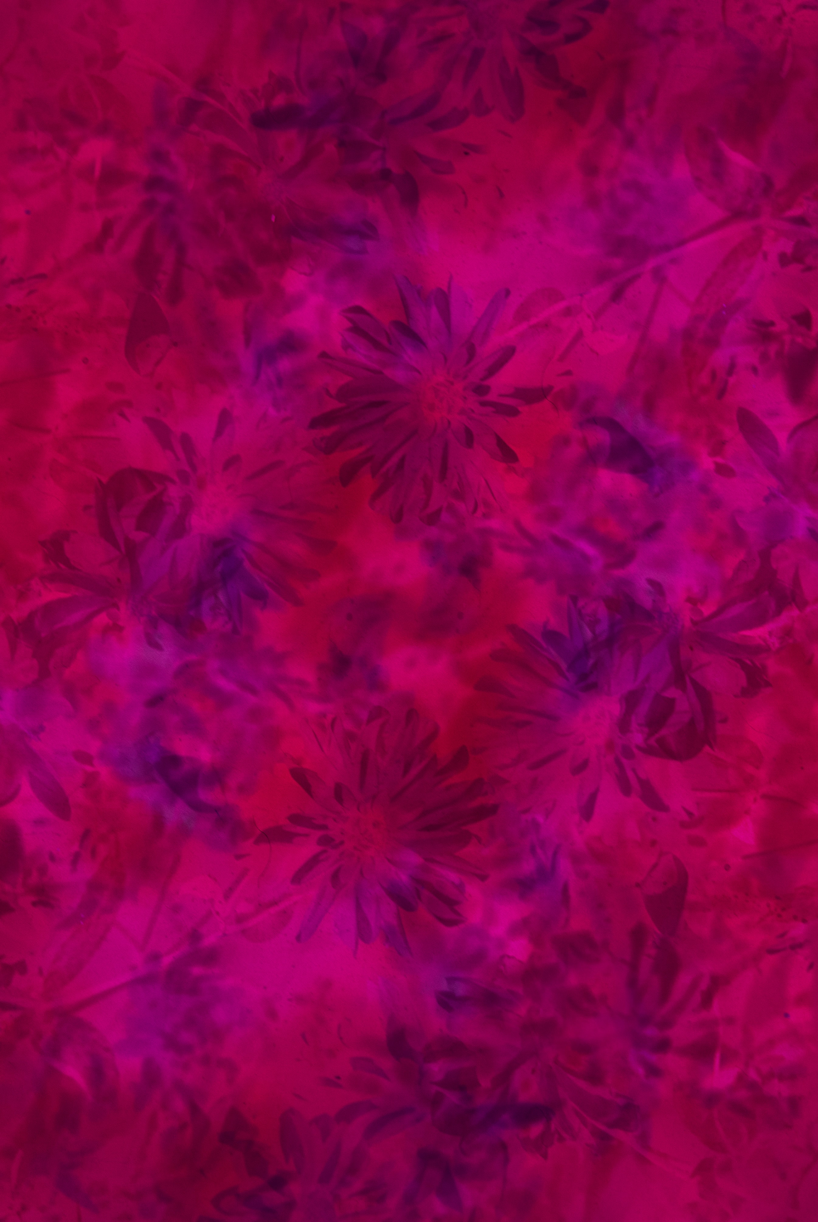 pink, flowers, pattern, texture, textures for android