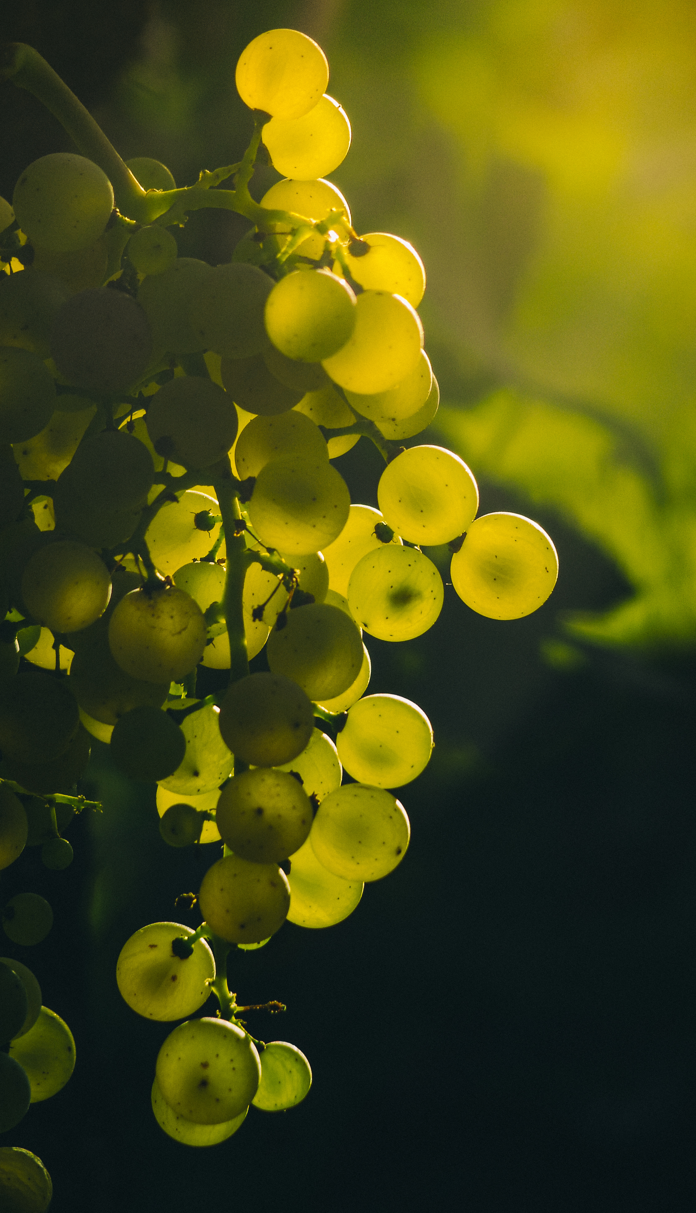grapes, macro, berries, bunch, green Phone Background