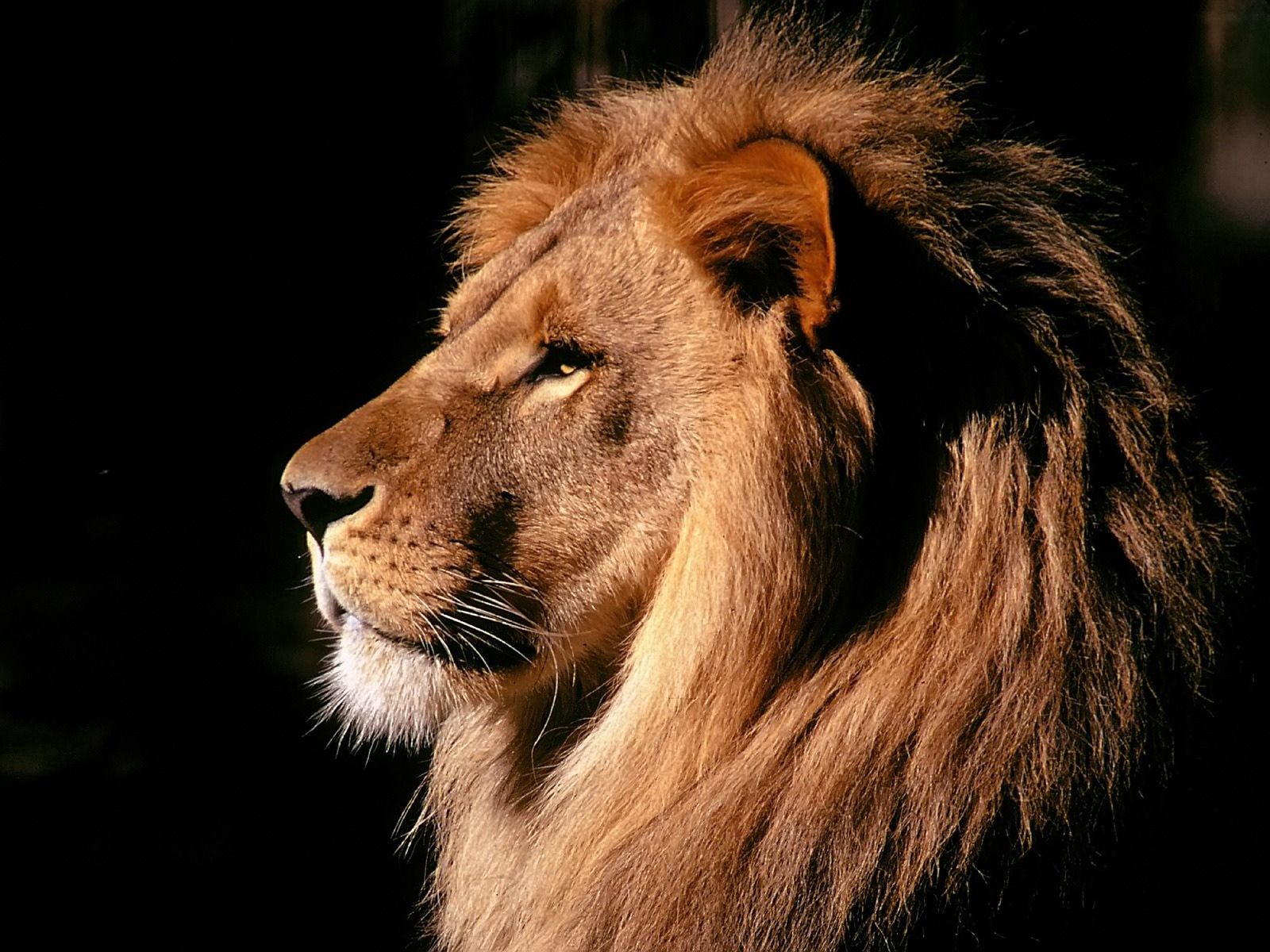 Laden Sie das Tiere, Schatten, Ein Löwe, Löwe, Mähne, Profil-Bild kostenlos auf Ihren PC-Desktop herunter