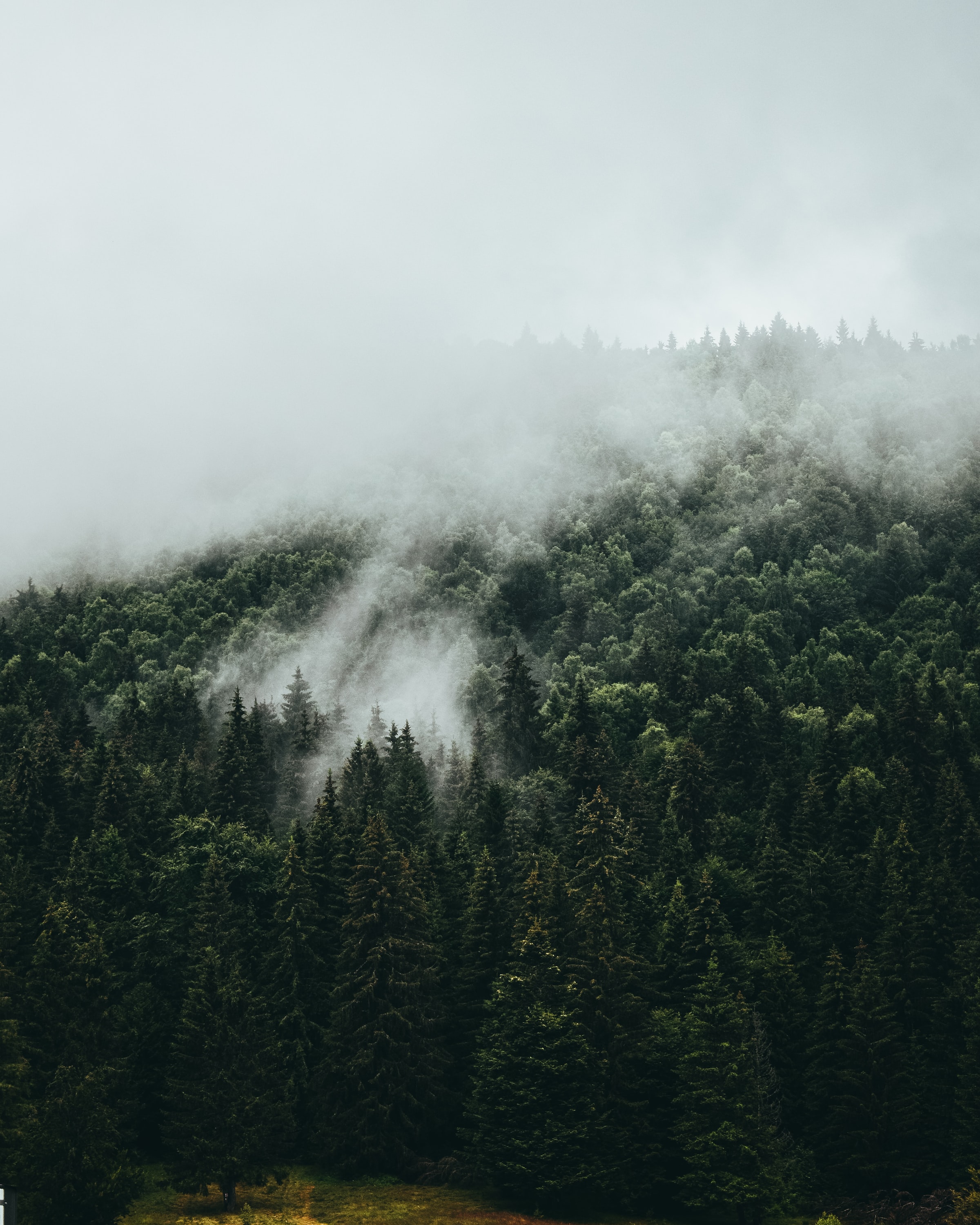 forest, nature, trees, sky, fog, spruce, fir phone wallpaper