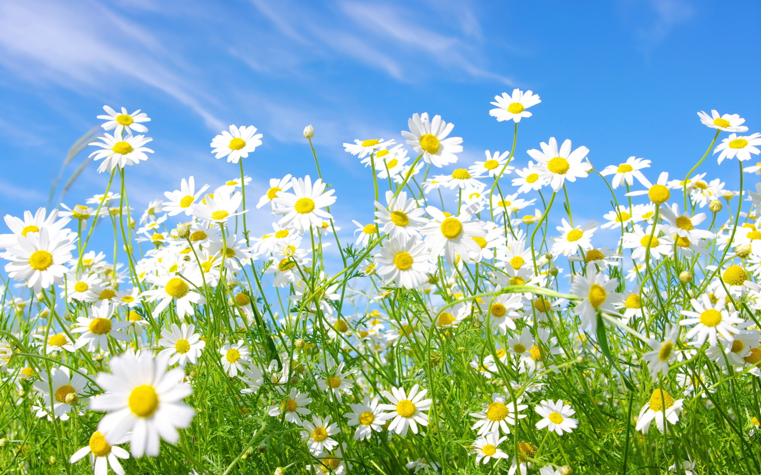 spring, white flower, camomile, flowers, daisy, earth, flower HD wallpaper