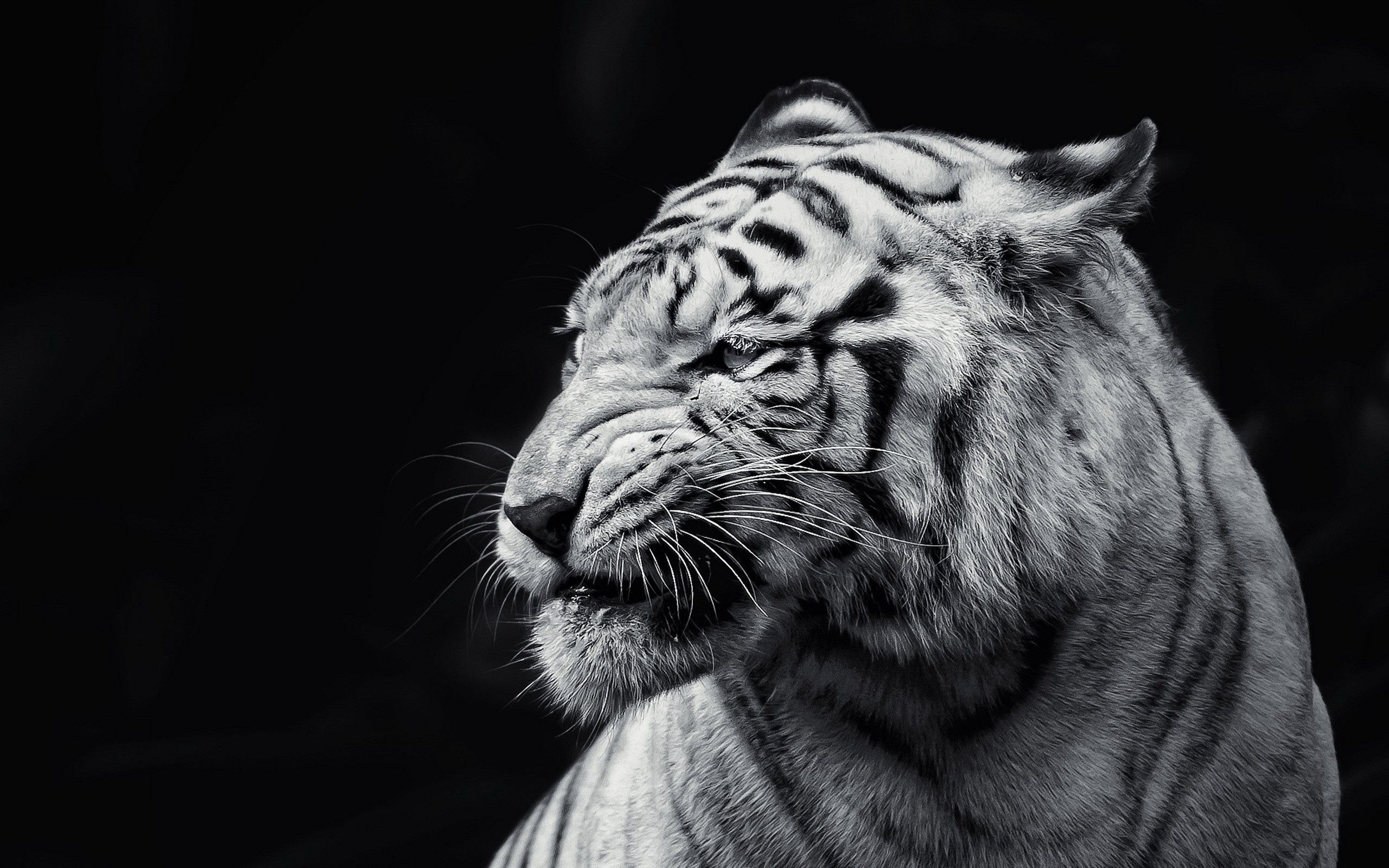 148906 download wallpaper bw, animals, muzzle, sight, opinion, chb, tiger screensavers and pictures for free