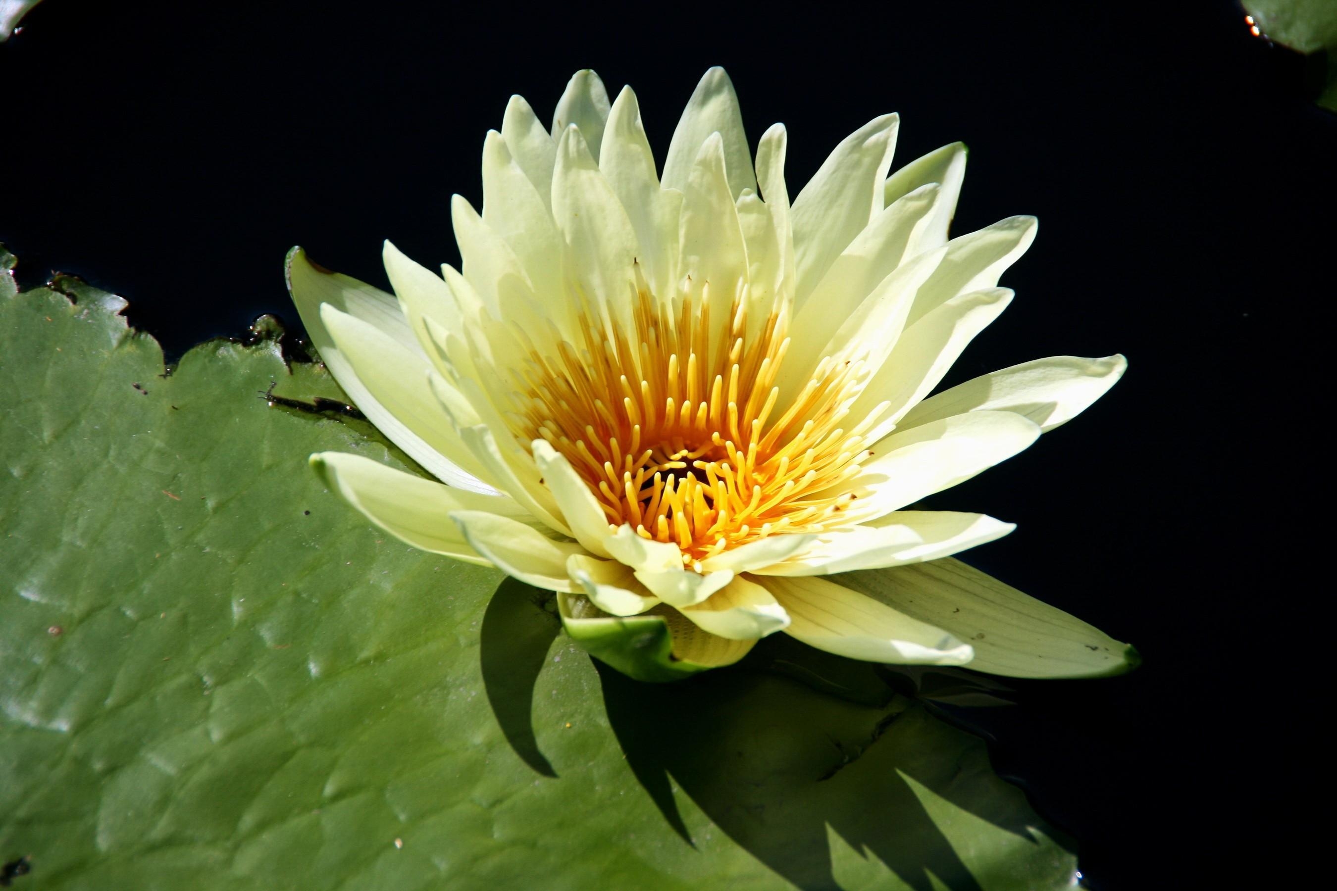 flowers, water, close up, leaflet, water lily