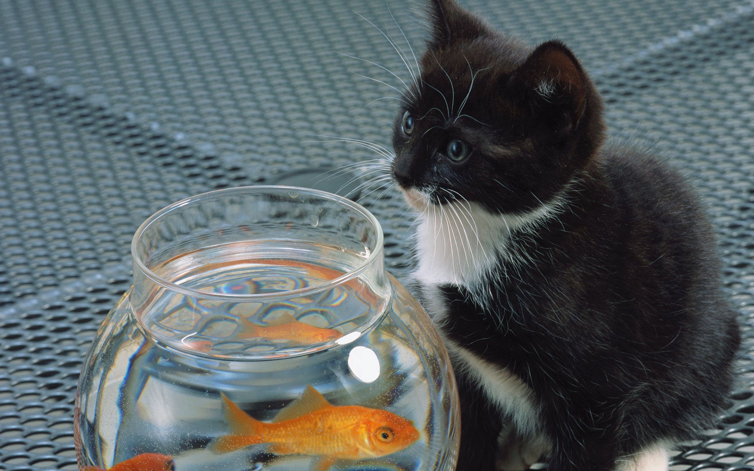 154392 завантажити шпалери кішка, тварини, чорний, білий, кіт, кошеня, акваріум, риба - заставки і картинки безкоштовно