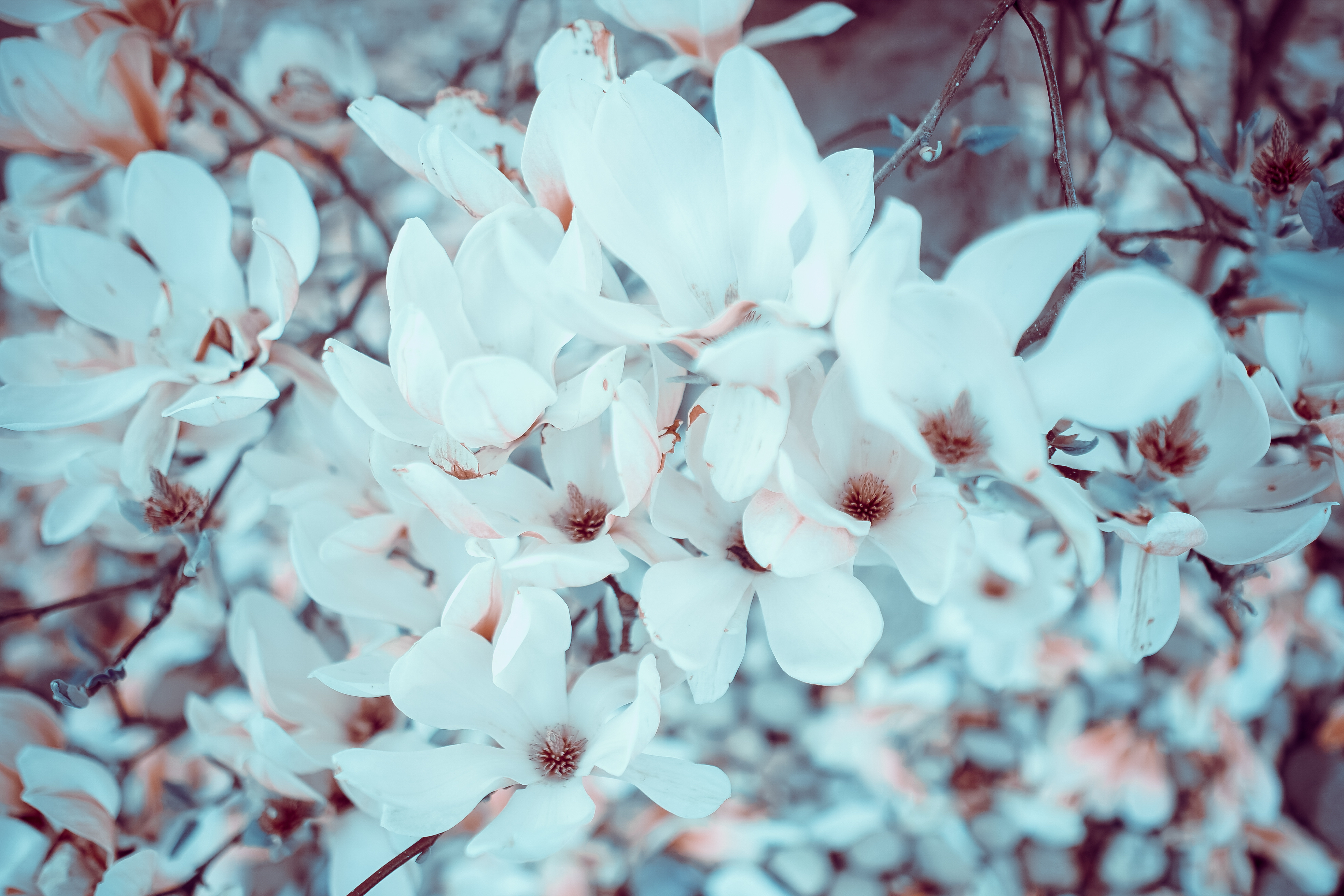 75021 Bildschirmschoner und Hintergrundbilder Magnolie auf Ihrem Telefon. Laden Sie blühen, blühenden, magnolia, blumen Bilder kostenlos herunter