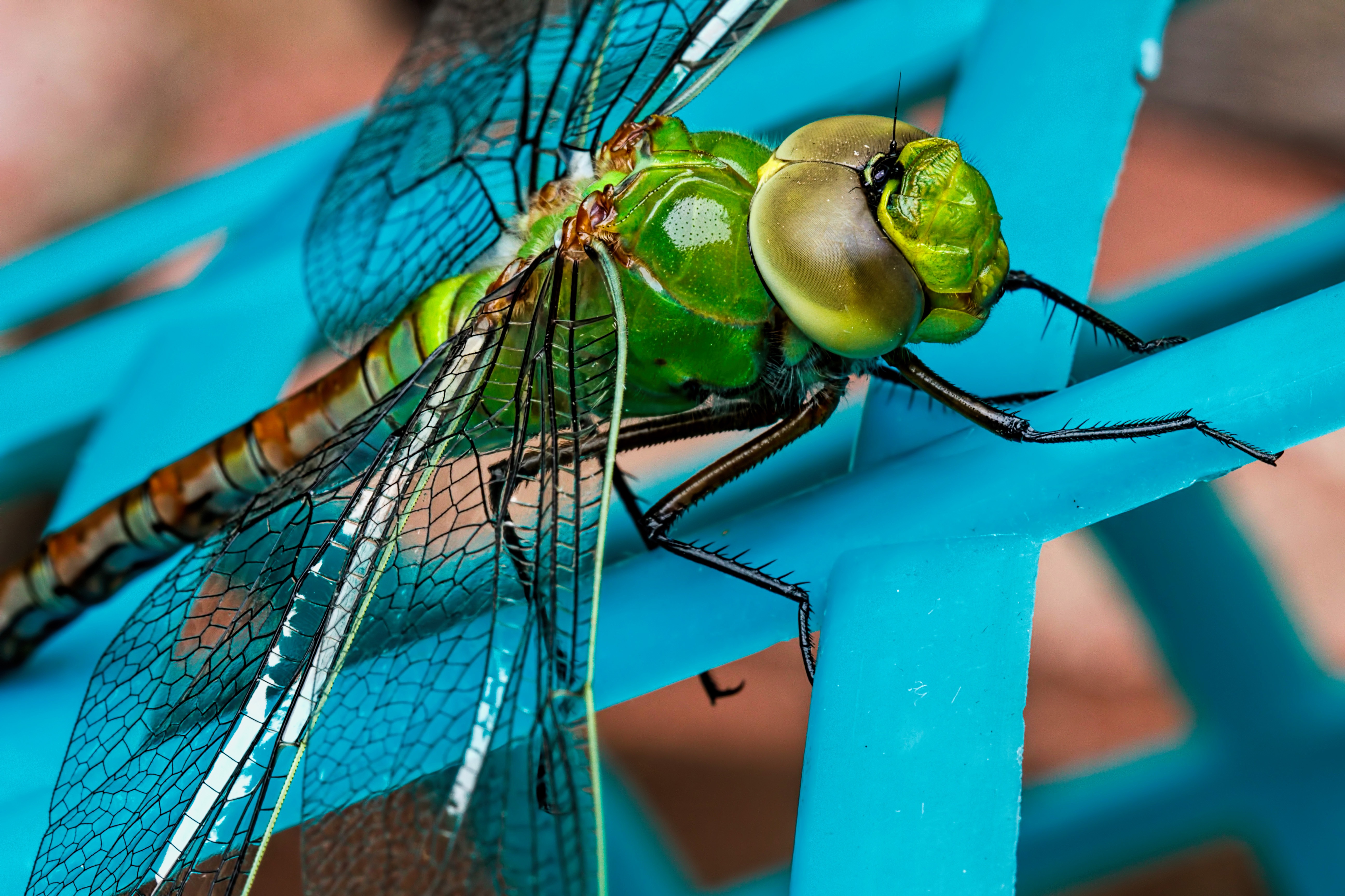 Laden Sie das Makro, Nahaufnahme, Insekt, Flügel, Libelle-Bild kostenlos auf Ihren PC-Desktop herunter