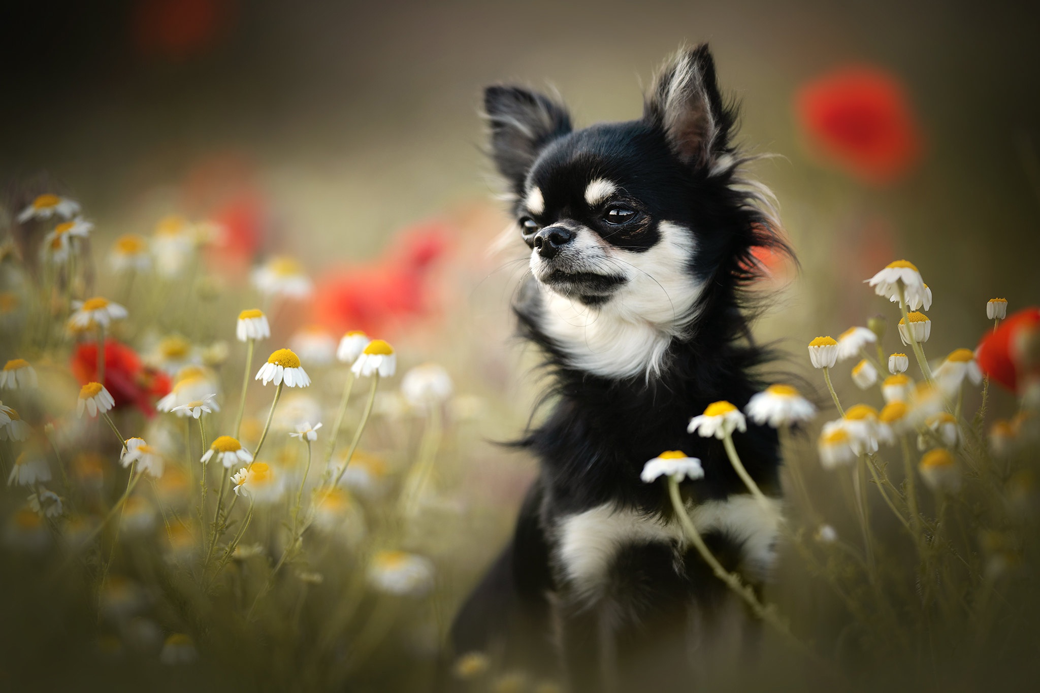 Phone Wallpaper animal, dogs, chihuahua, flower