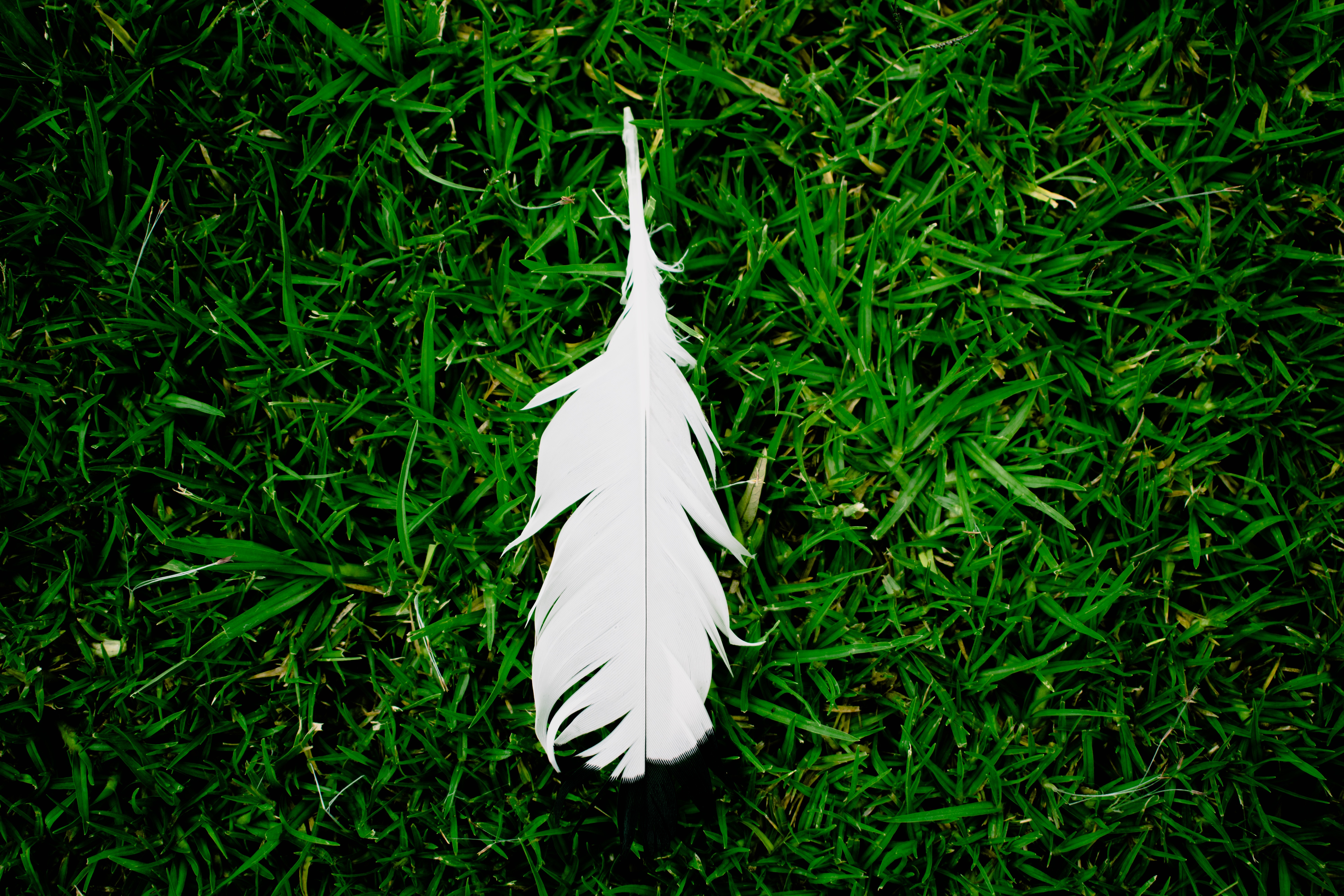89729 Screensavers and Wallpapers Pen for phone. Download grass, feather, white, green, miscellanea, miscellaneous, pen, ease pictures for free