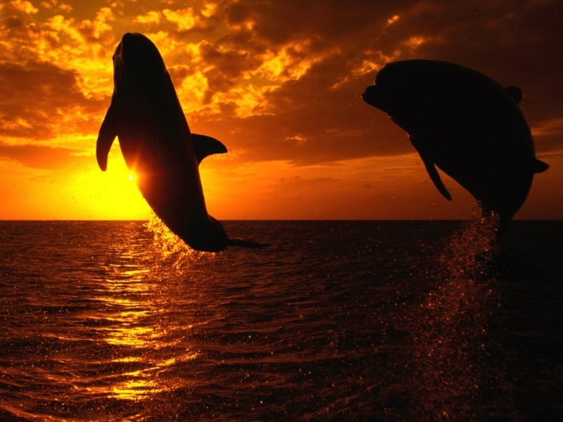 40240 Hintergrundbild herunterladen delfine, tiere - Bildschirmschoner und Bilder kostenlos