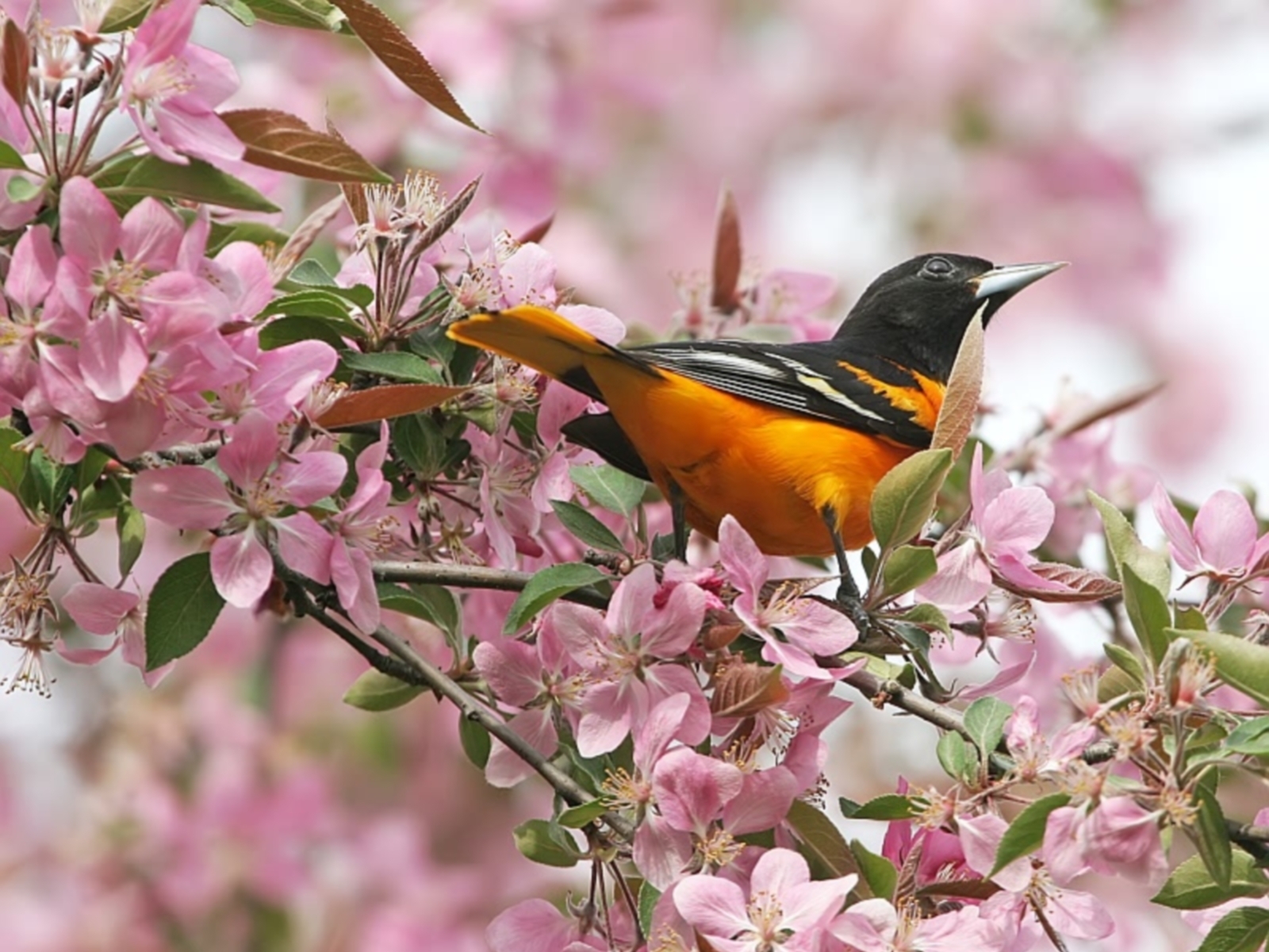 Laden Sie das Vögel, Tiere, Pflanzen-Bild kostenlos auf Ihren PC-Desktop herunter
