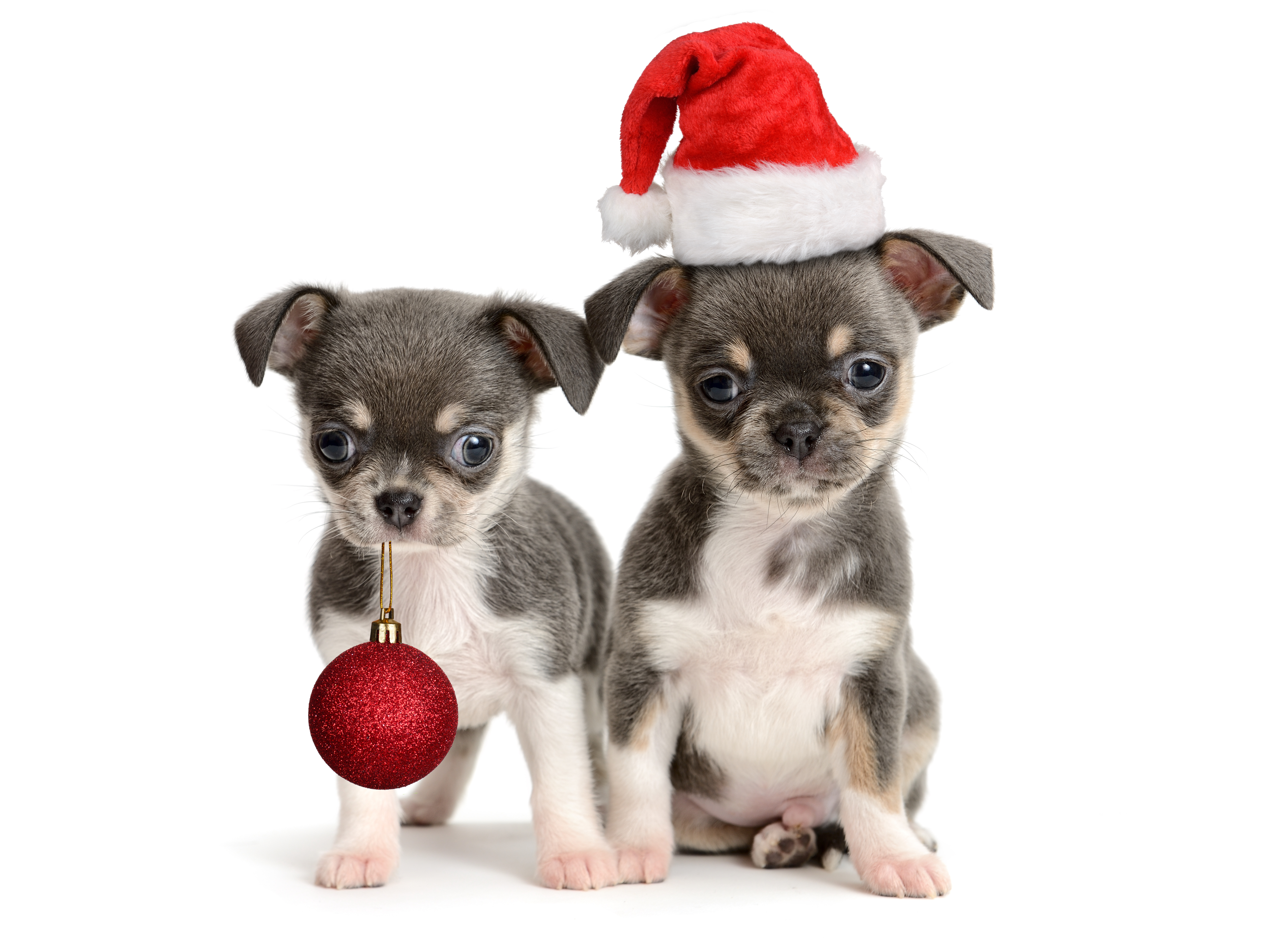 Descargar las imágenes de Chihuahua gratis para teléfonos Android y iPhone,  fondos de pantalla de Chihuahua para teléfonos móviles