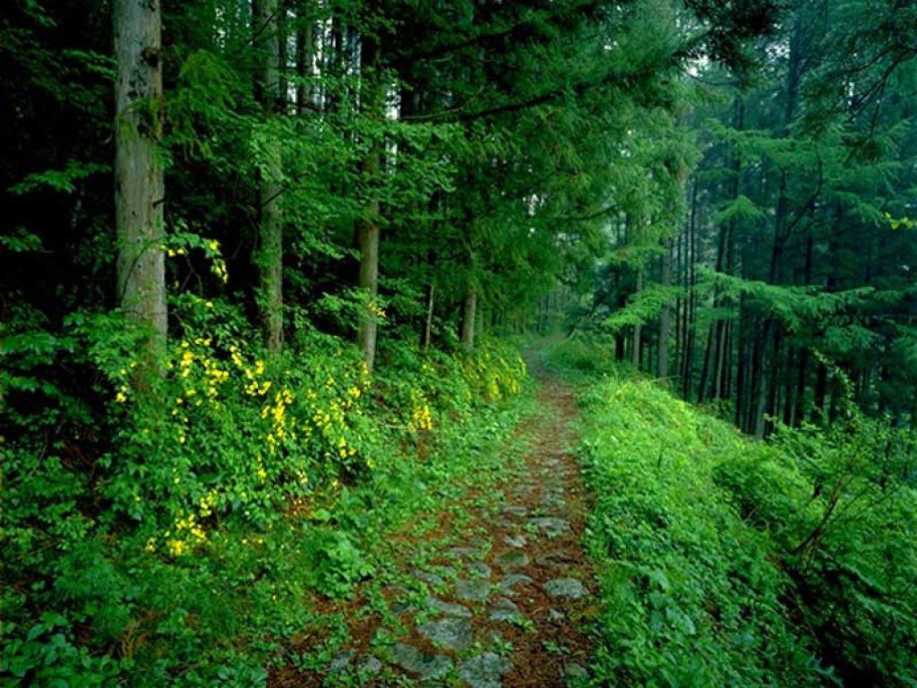 1512773 скачать обои лес, зеленый, земля/природа, дорожка - заставки и картинки бесплатно