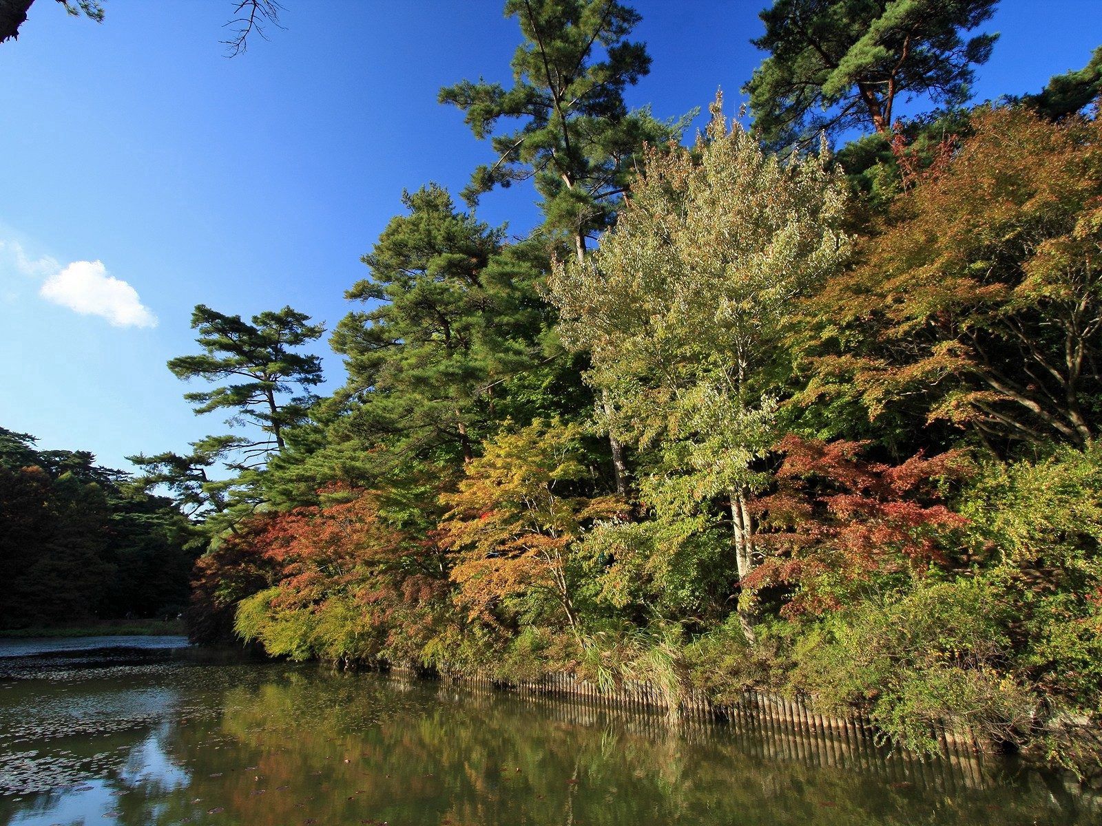 お使いの携帯電話の155462スクリーンセーバーと壁紙川。 木, 自然, 秋, 回るの写真を無料でダウンロード