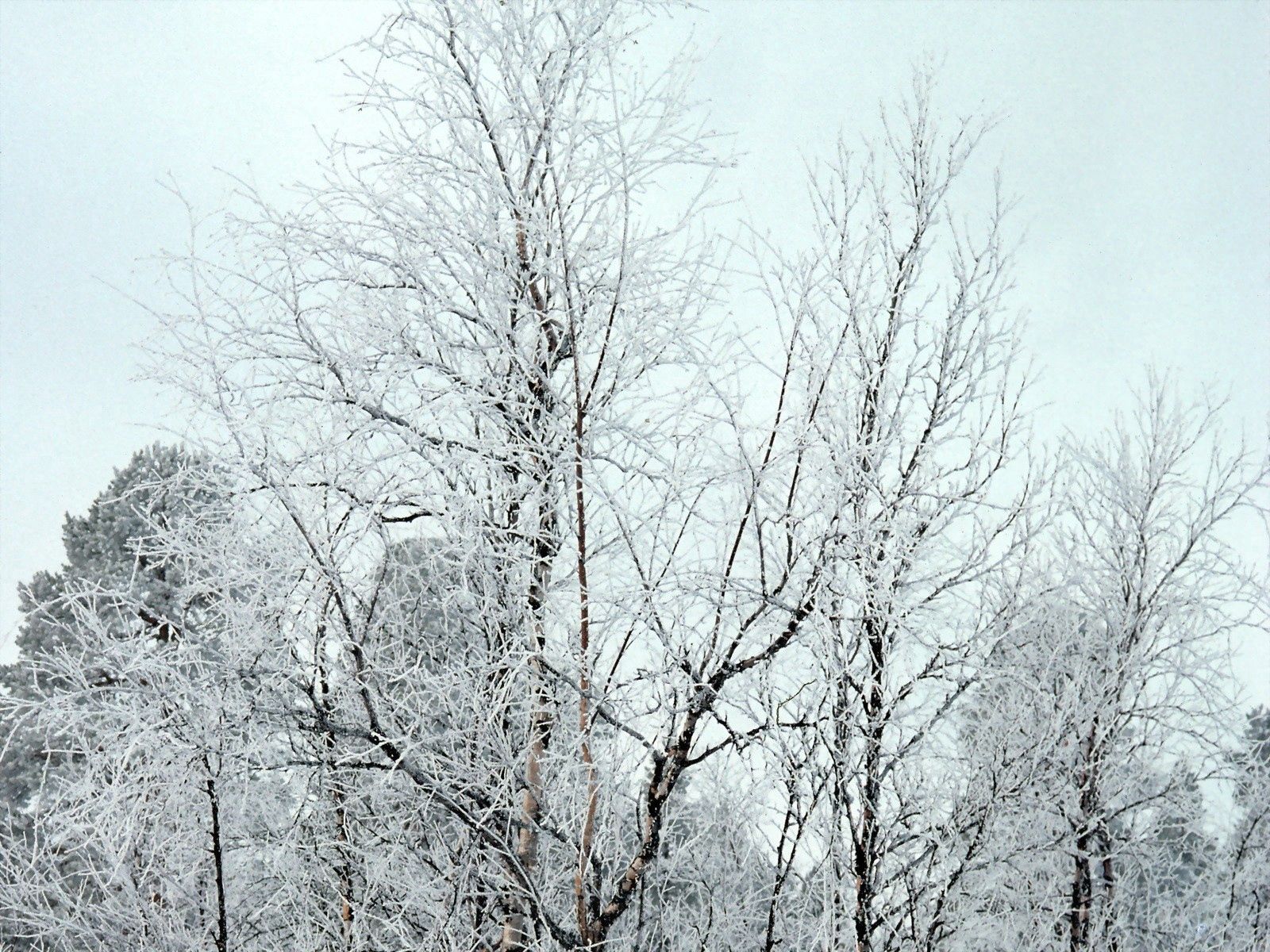 54331 Hintergrundbild herunterladen natur, bäume, schnee, krone, geäst, zweige, frost, rauhreif, kronen - Bildschirmschoner und Bilder kostenlos