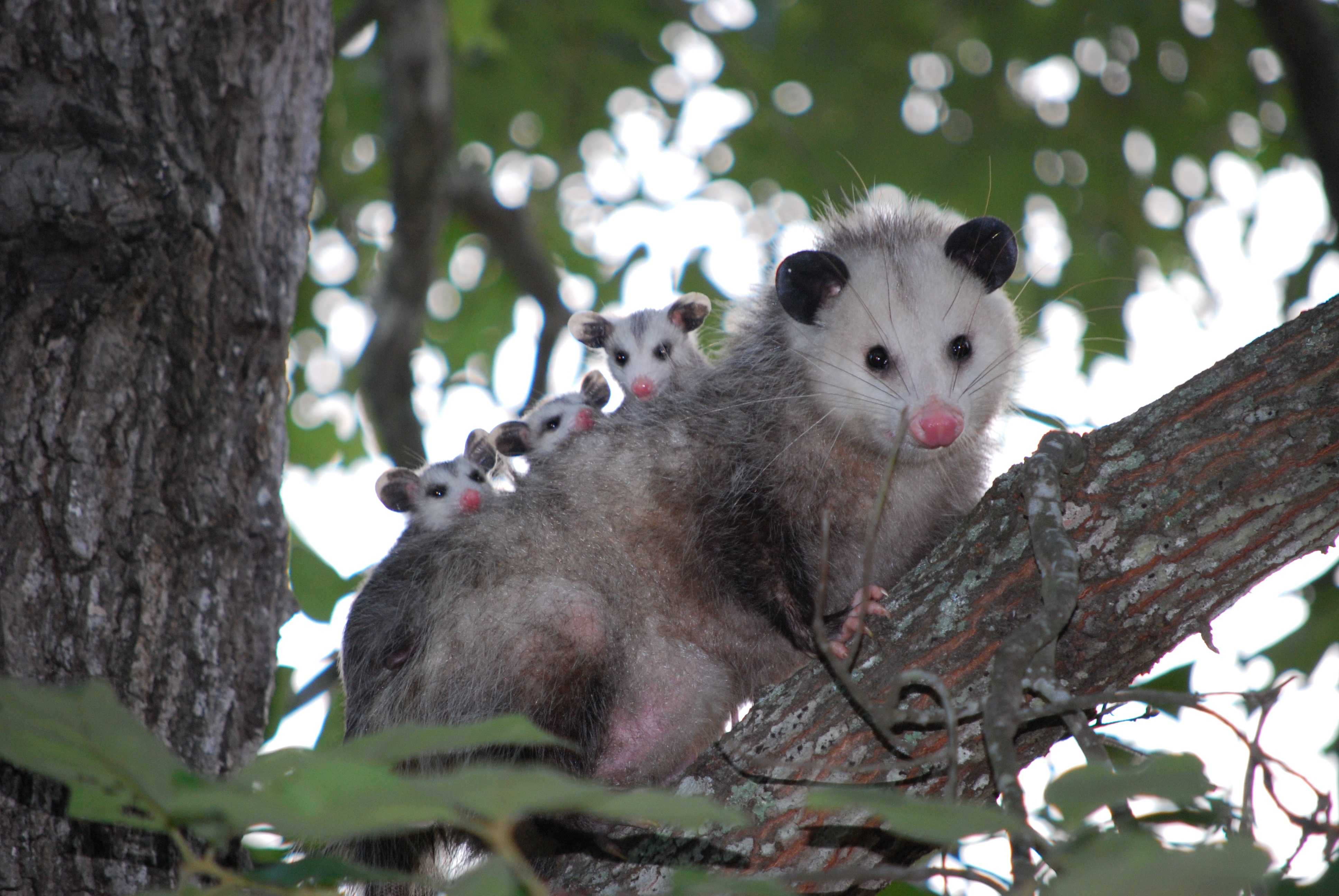 102393 Hintergrundbilder und Jung Bilder auf dem Desktop. Laden Sie opossum, pflege, holz, baum Bildschirmschoner kostenlos auf den PC herunter
