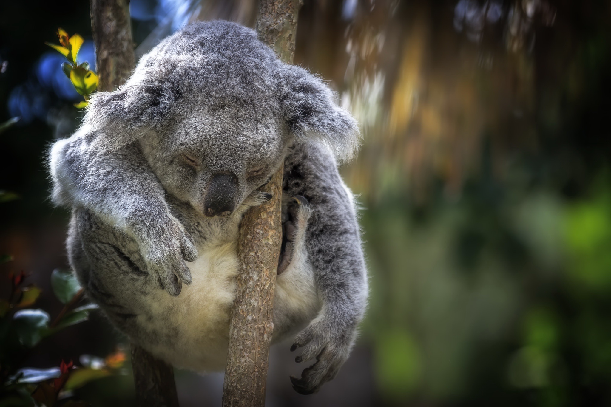 Задумчивая коала