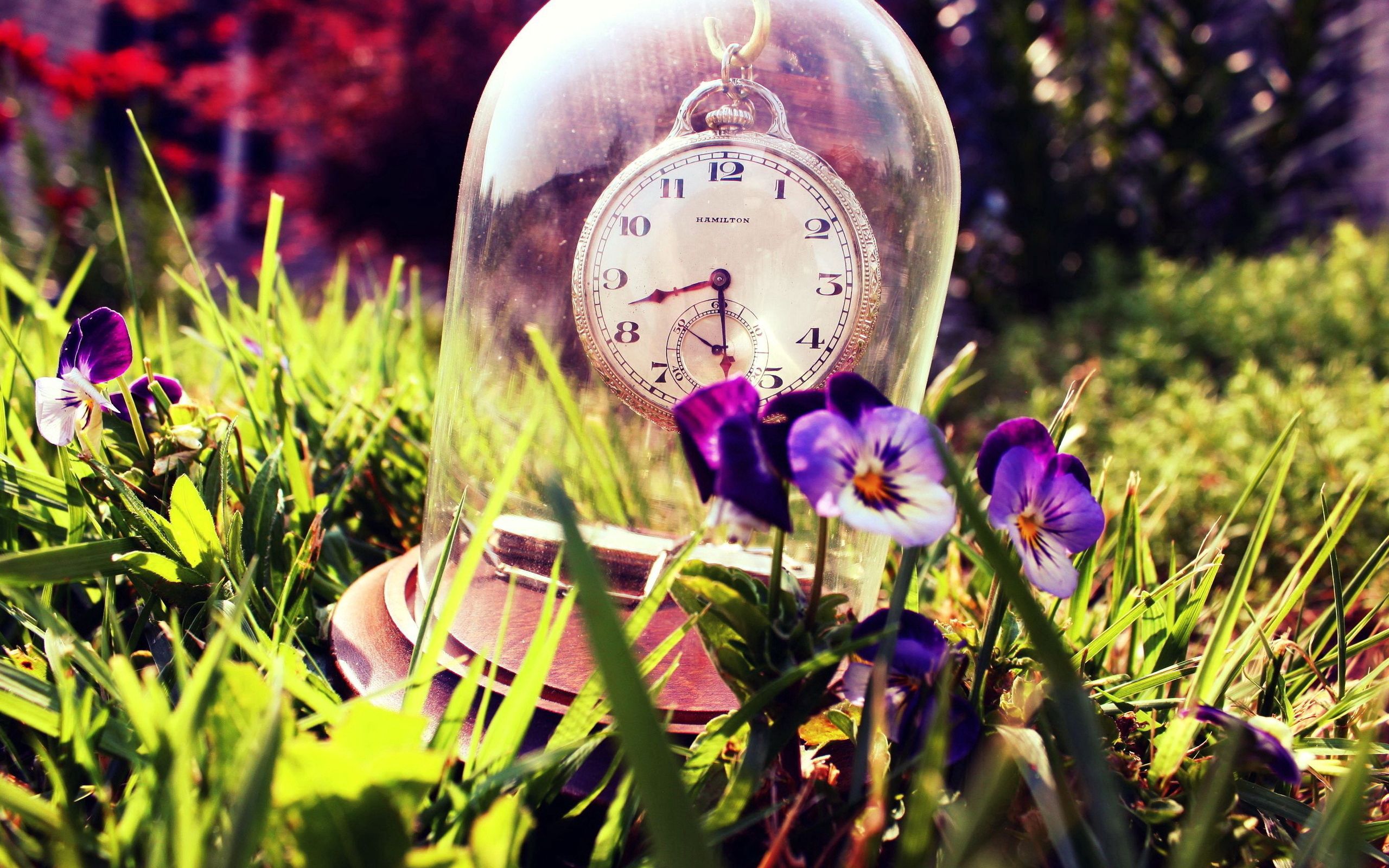 glass, clock, grass, pansies, summer, miscellanea, miscellaneous Full HD
