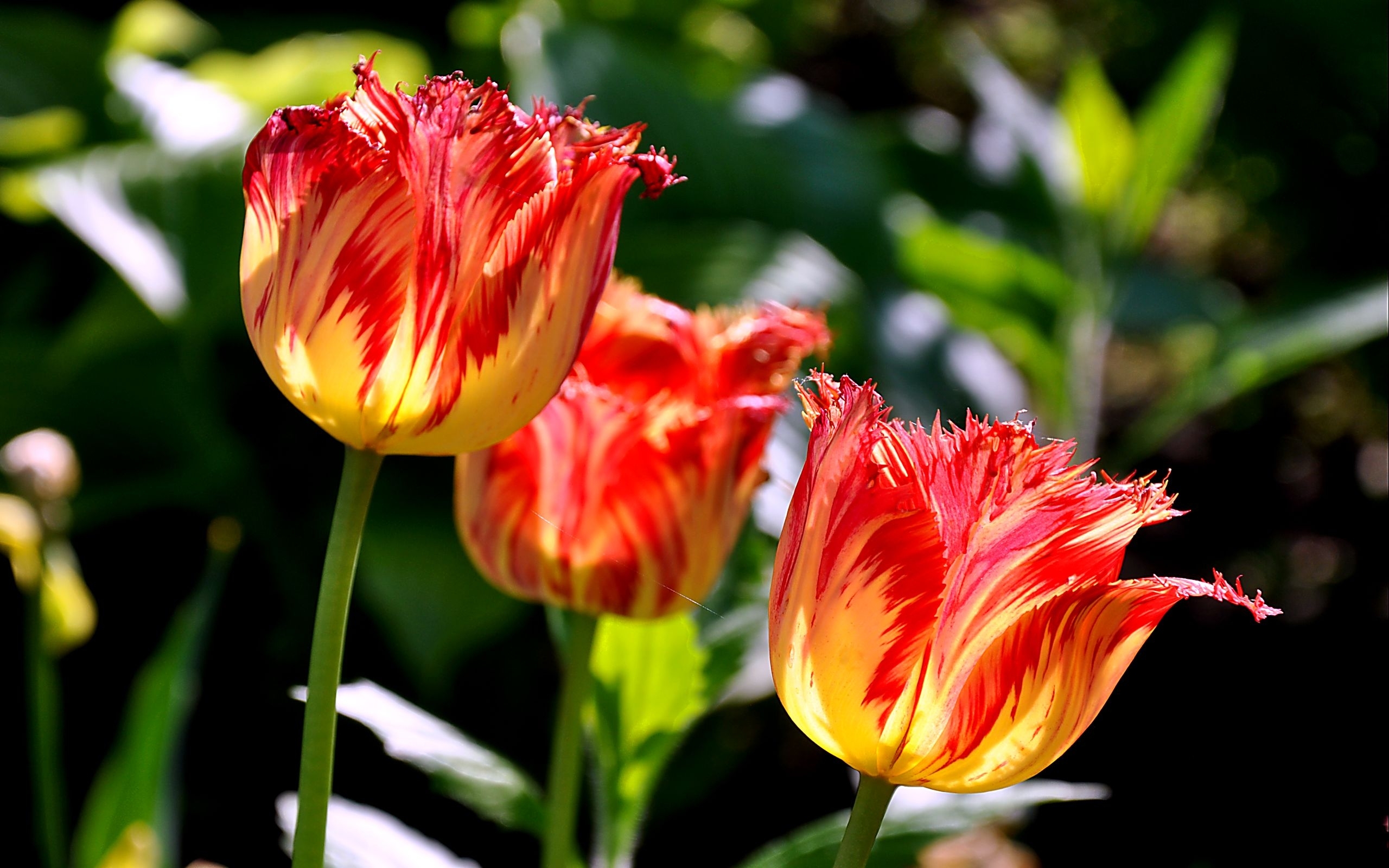 25362 Bild herunterladen tulpen, pflanzen, blumen - Hintergrundbilder und Bildschirmschoner kostenlos