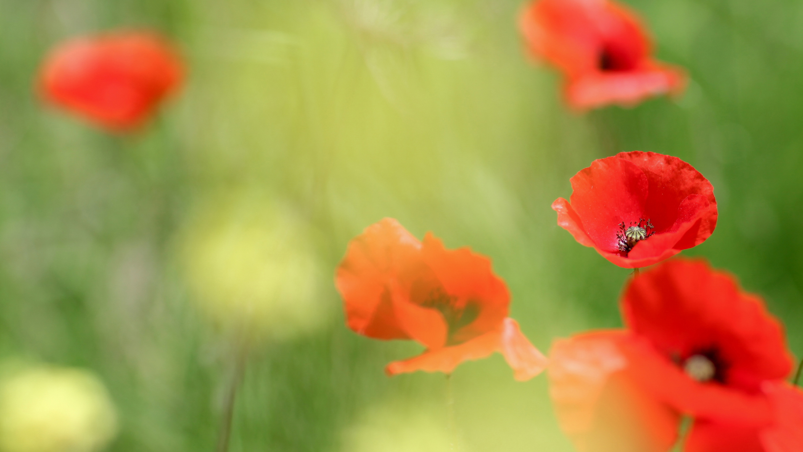 HD desktop wallpaper: Flowers, Earth, Poppy download free picture #165812