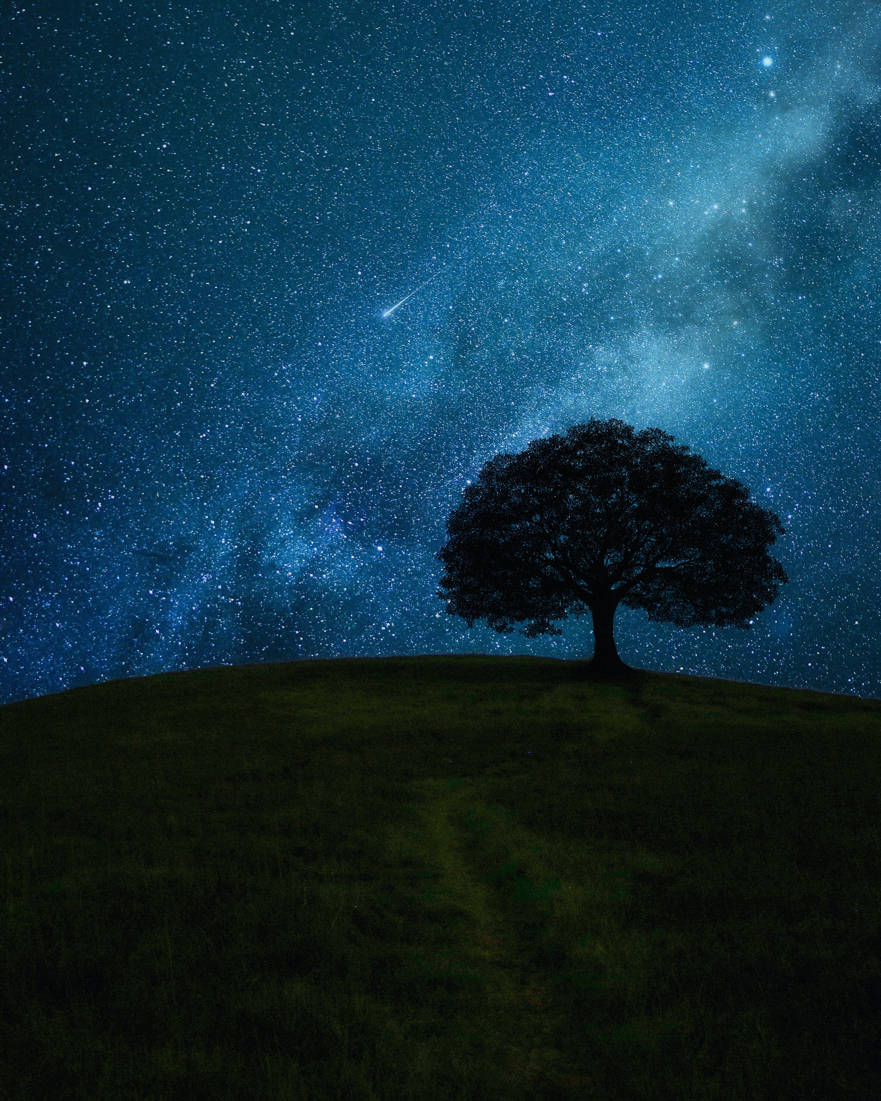 night, stars, horizon, dark, wood, tree, field Full HD