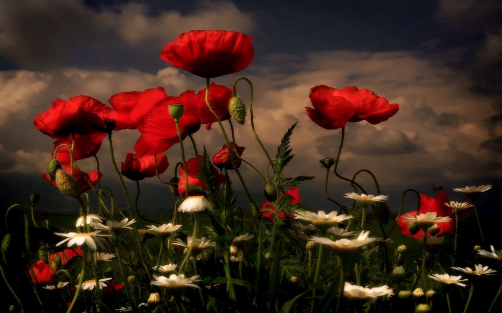152095 Заставки і шпалери Ромашки на телефон. Завантажити квіти, небо, поляна, макі картинки безкоштовно