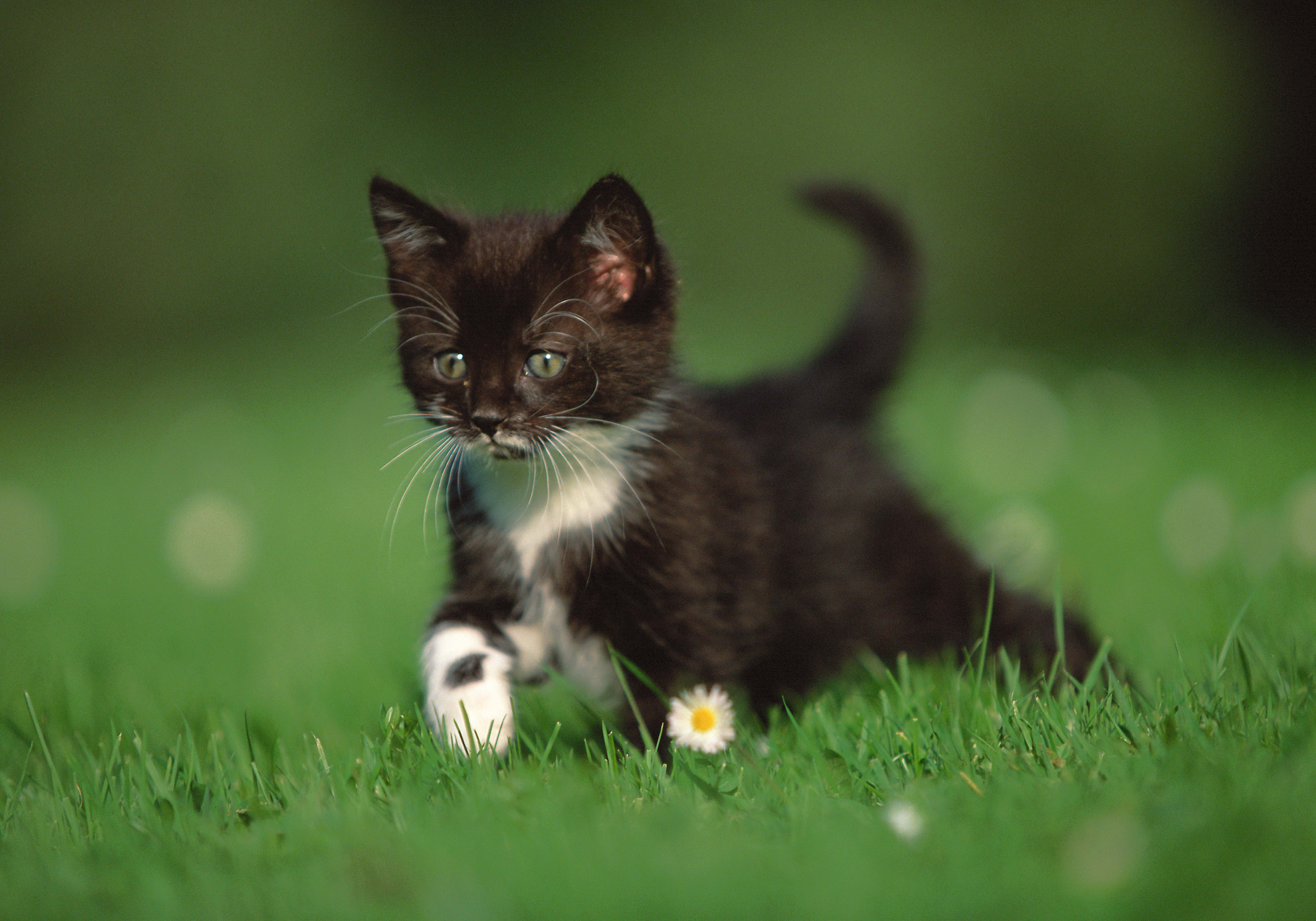 camomile, animals, grass, kitty, kitten, stroll, chamomile, paws High Definition image