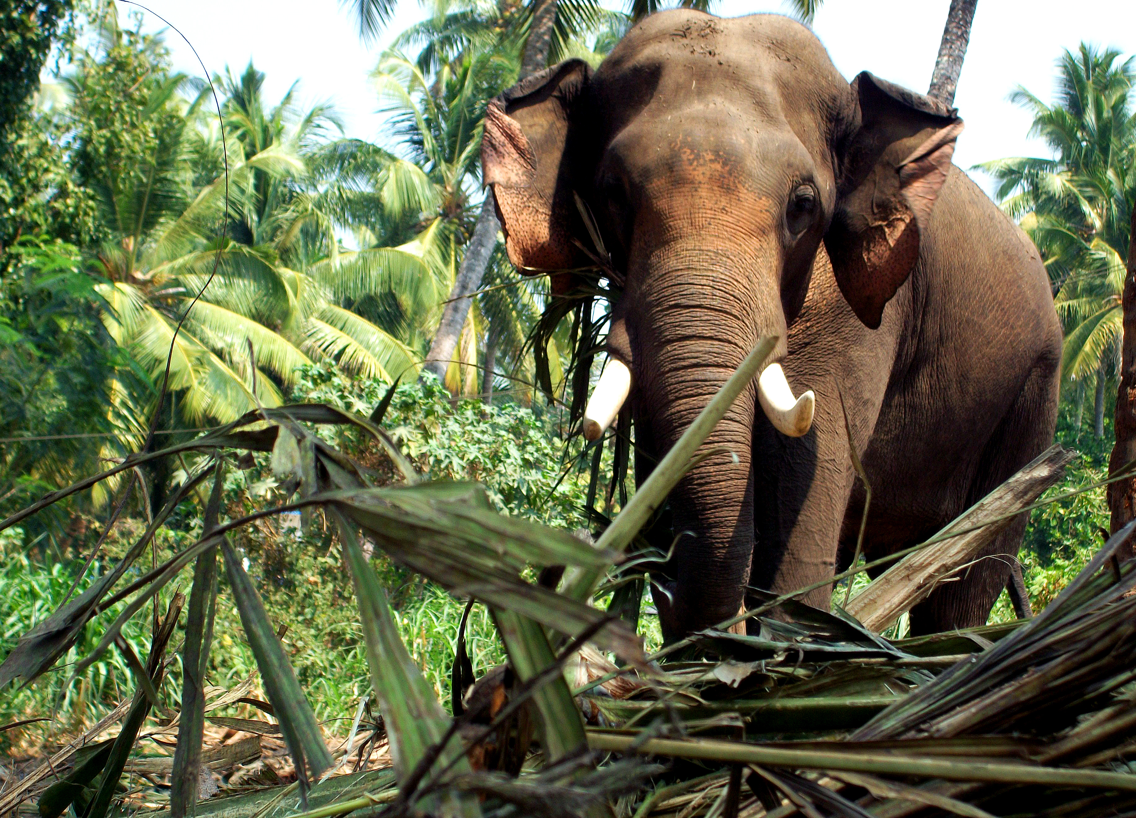 Тропические леса Индии слоны