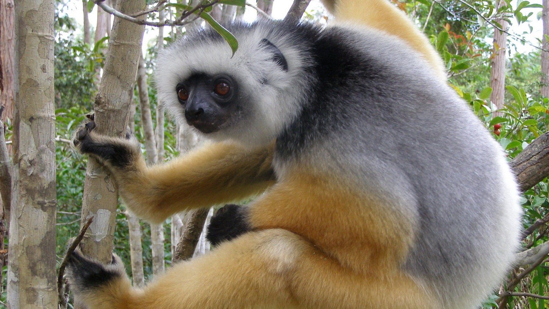 157718 download wallpaper animals, madagascar, branch, crawl, lemur screensavers and pictures for free