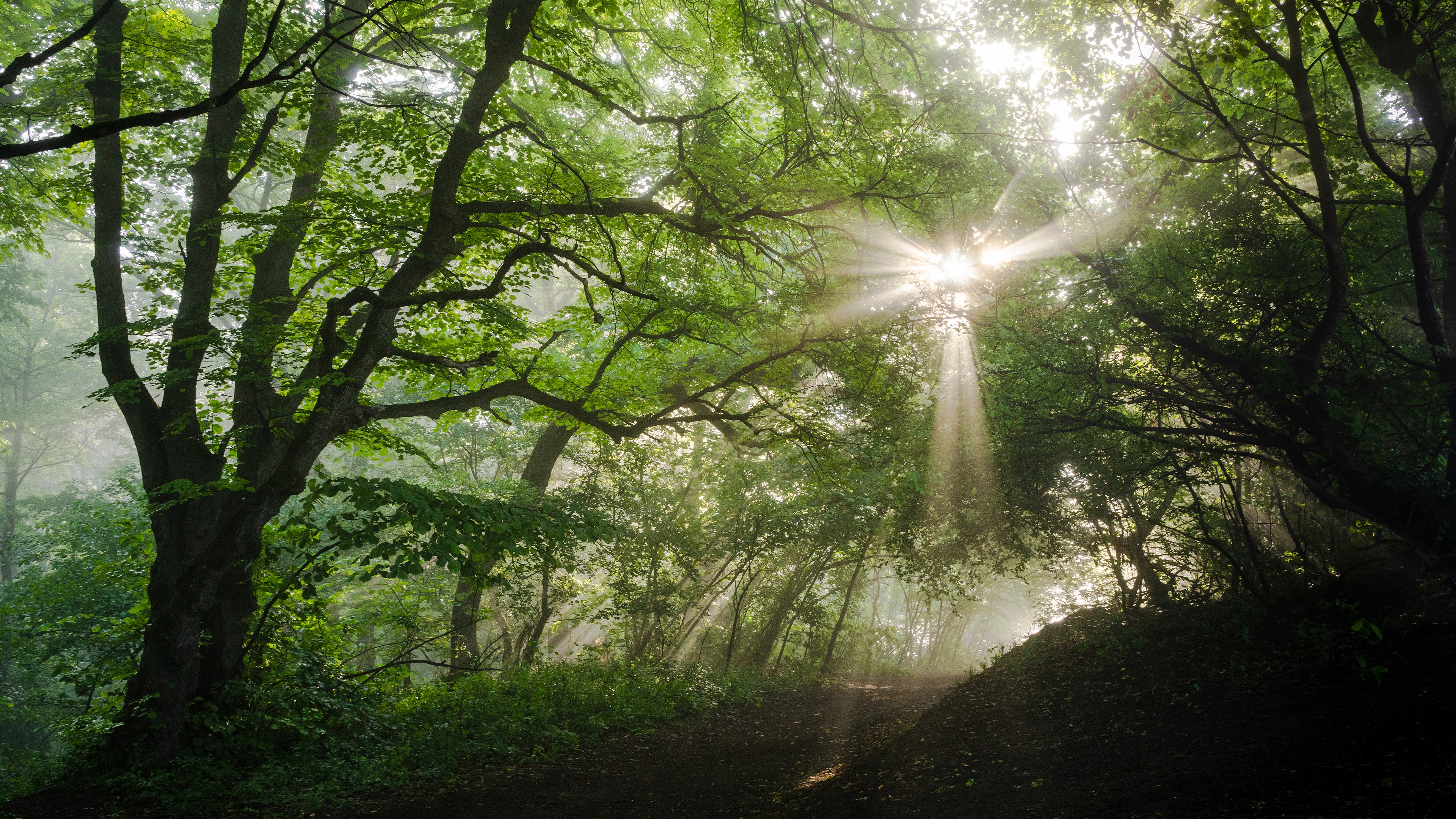 Широкий луч света. "Солнце в лесу". Солнце сквозь деревья. Природа деревья солнце. Солнце сквозь лес.