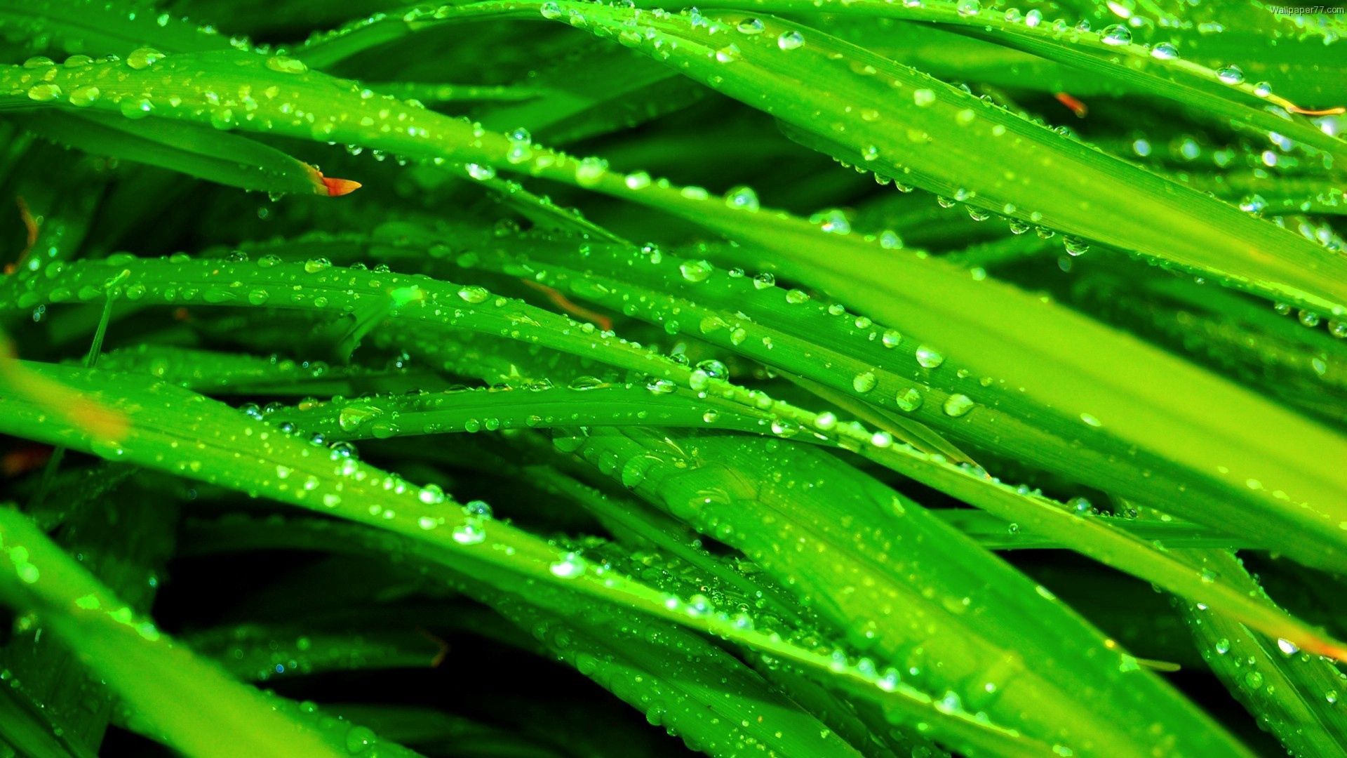grass, drops, macro, wet, greens, dew, humid Smartphone Background