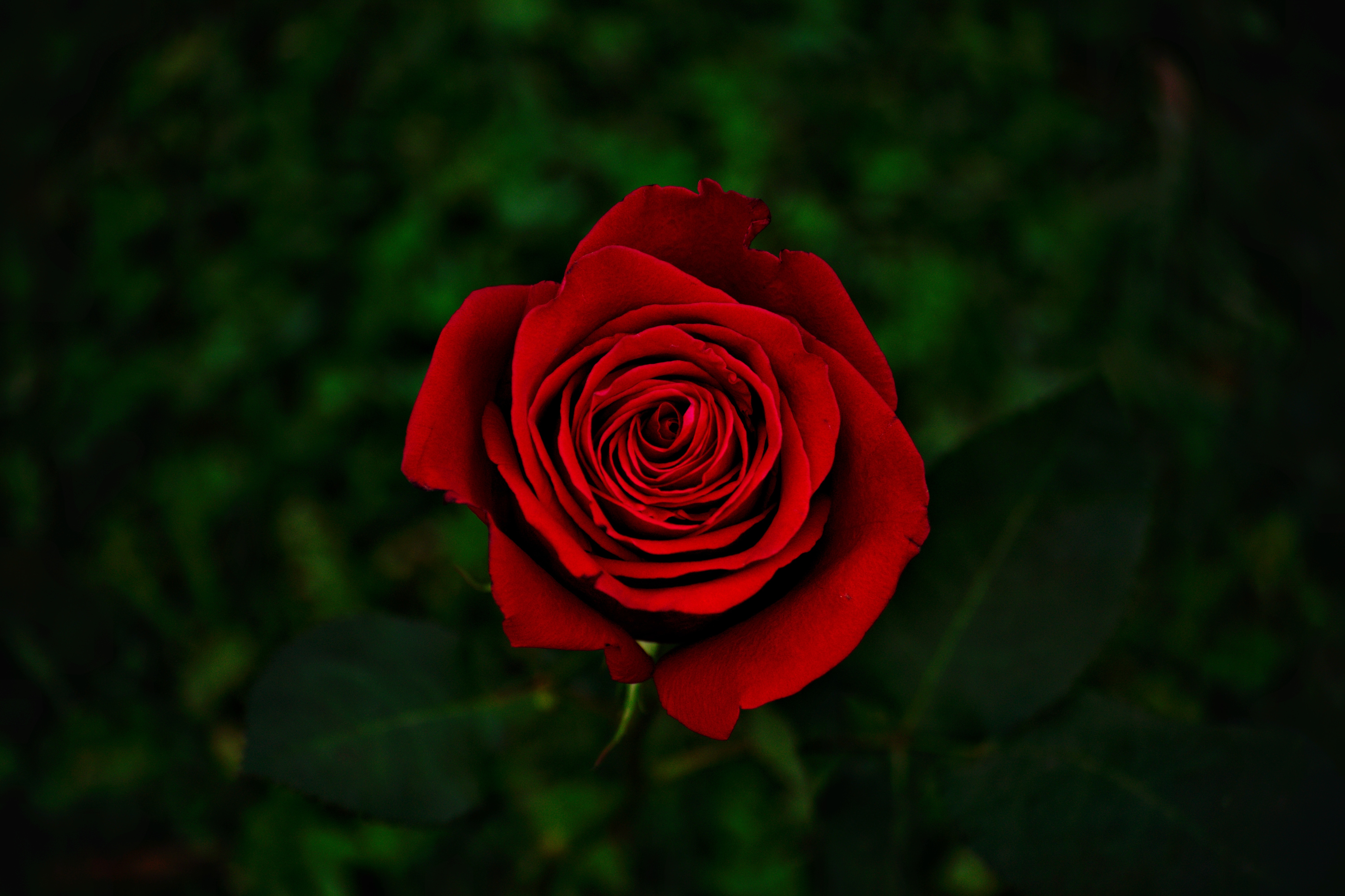 rose, rose flower, flowers, red, flower, close up, bloom, flowering HD wallpaper